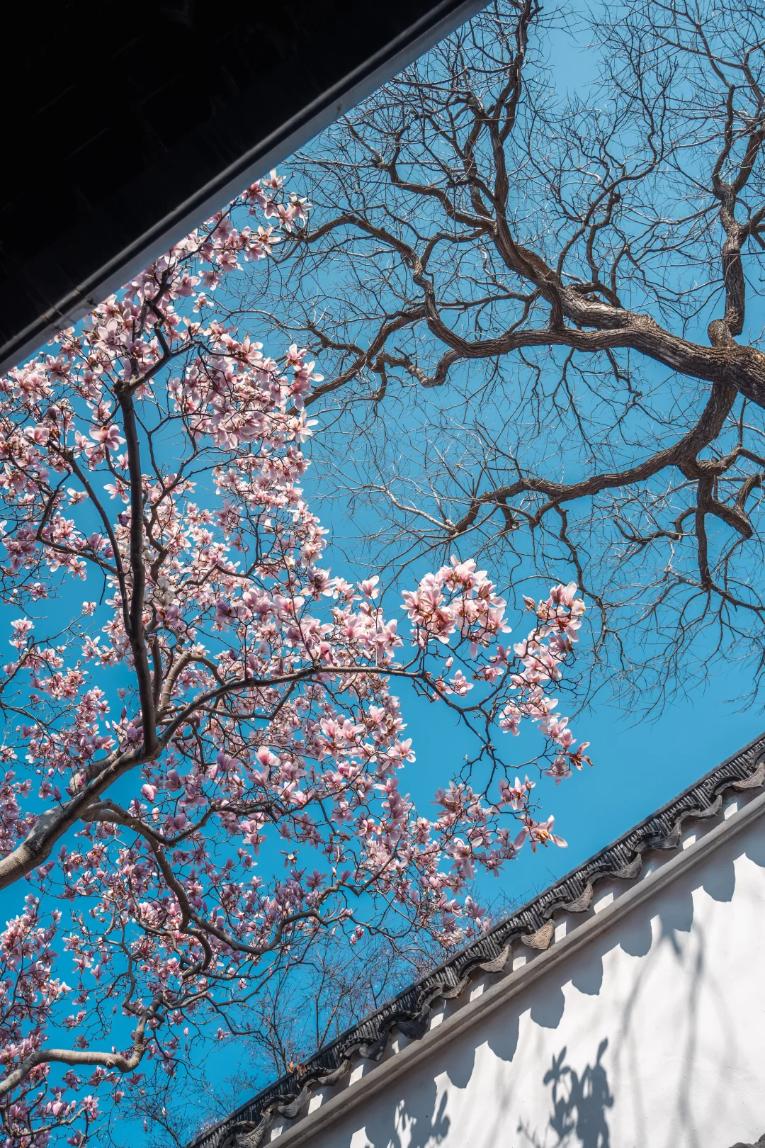 苏州园林｜中式美学在这一刻具象化了