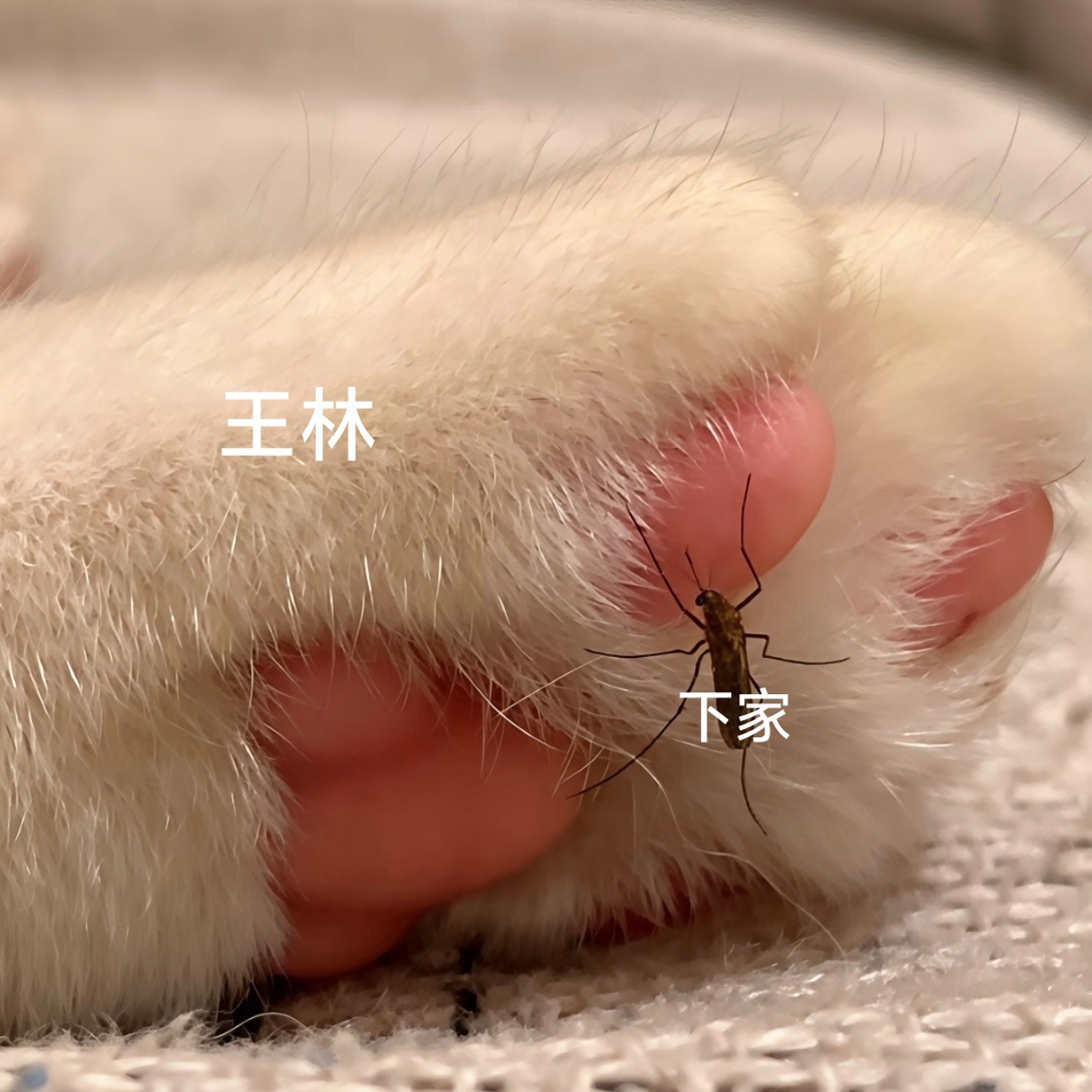 不要再欺负小麻了 ​​​