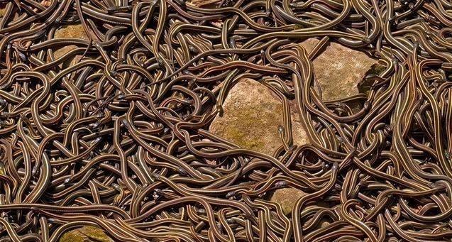 1986年，湖北利川一个叫程地明的捕蛇人，以团灭73条毒蛇的壮举闻名当地。没想到