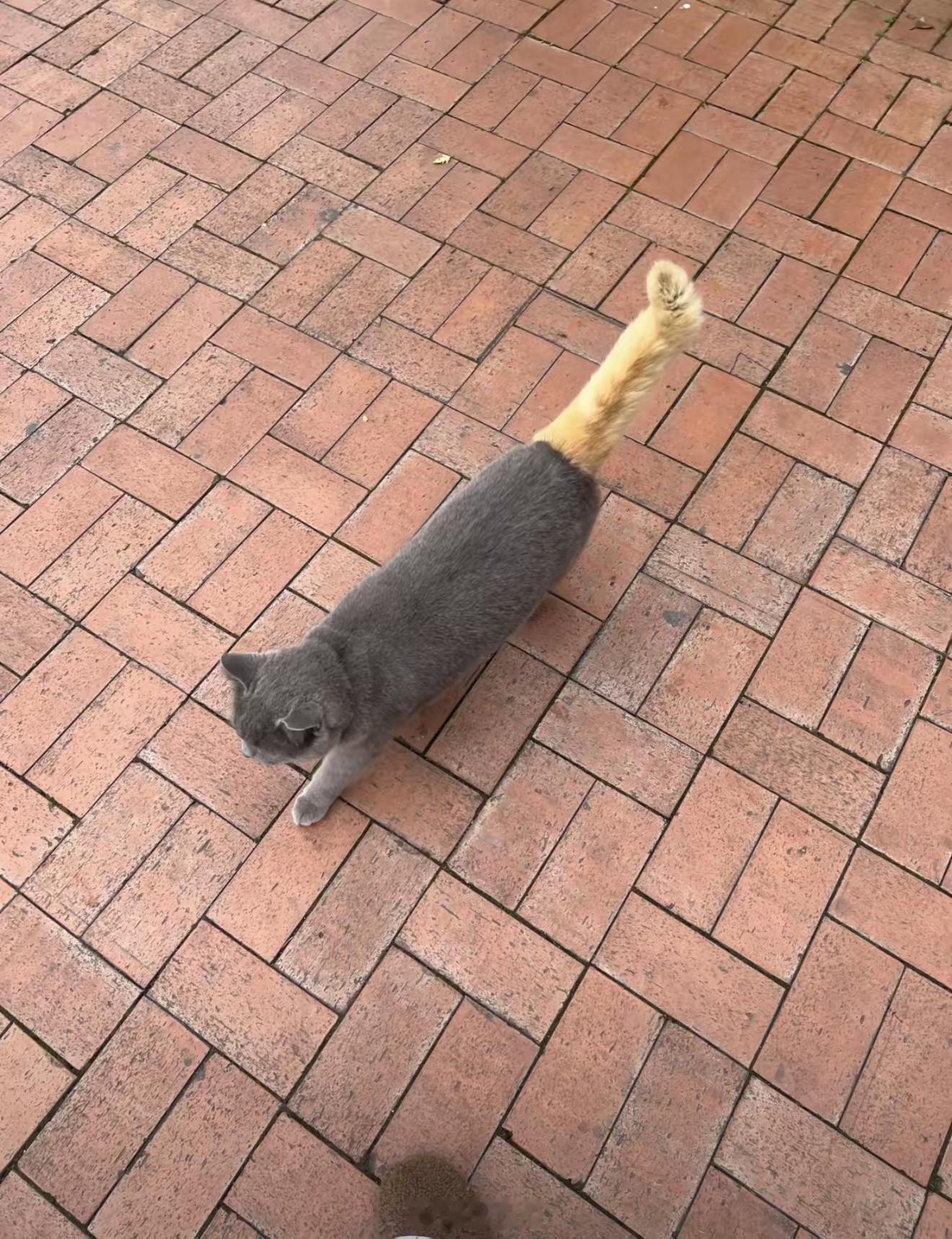 无论是橘猫出轨 还是灰毛劈腿特喵的这一条黄金尾保佑我们，2026业绩长虹。 