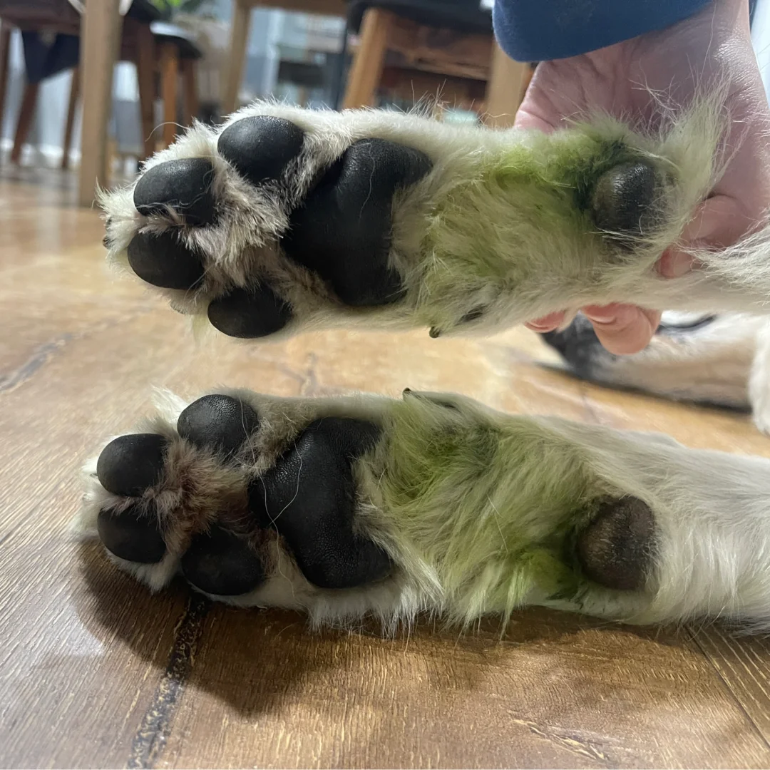 青草大米糕味道的jiojio