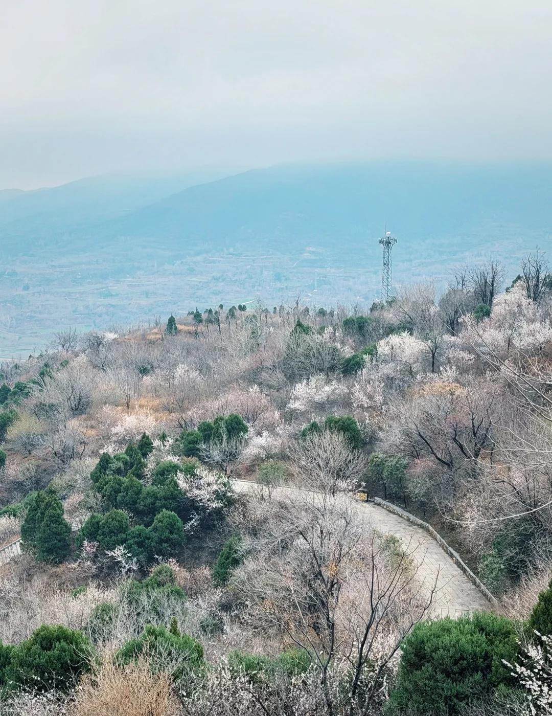 郑州周边春徒步｜始祖山台阶线🌸桃花开啦！
郑州出发1h直达！始祖山拜祖台出发，