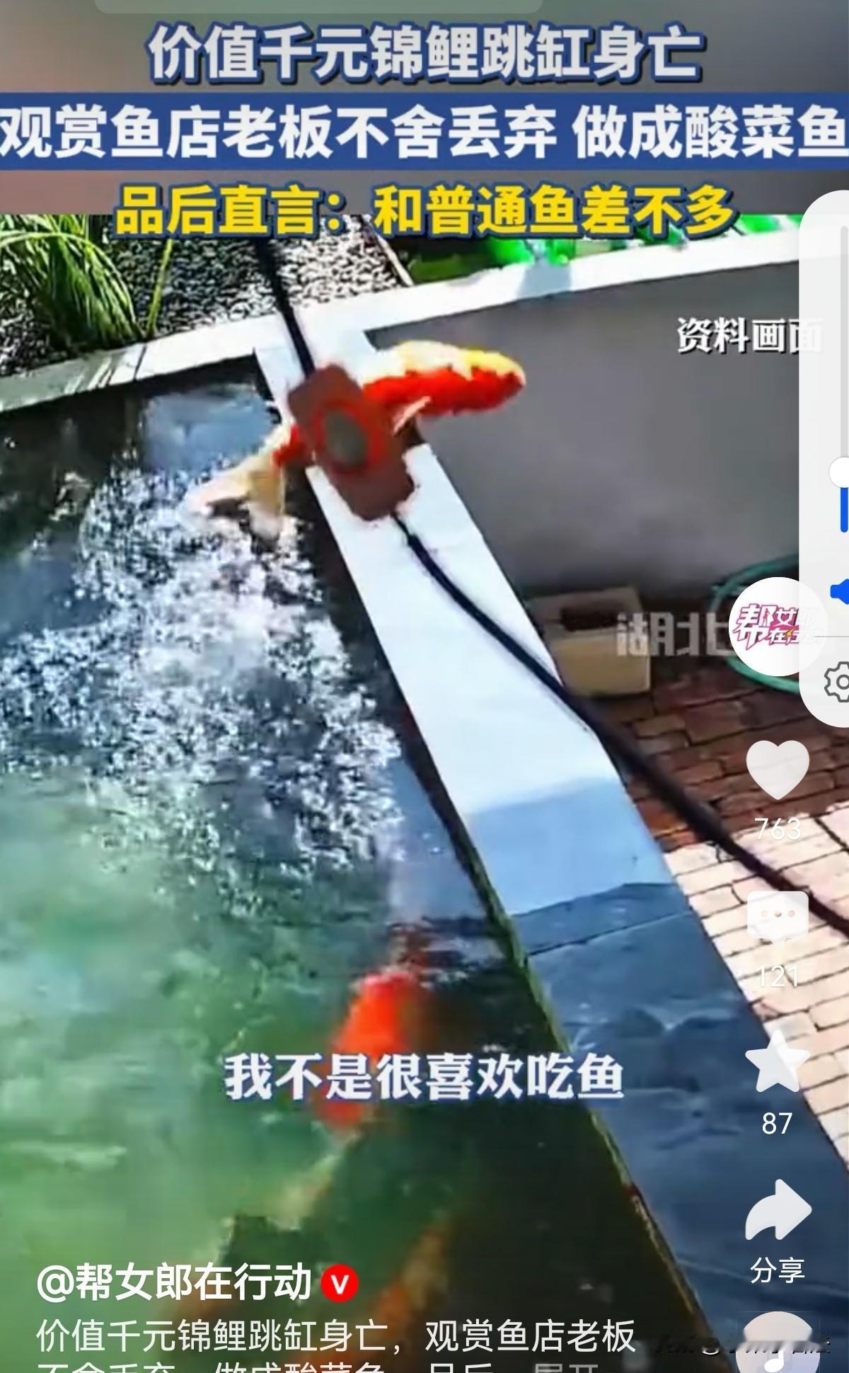 河南南阳，男子是观赏鱼店老板，他到店发现一条价位千元的锦鲤跳缸死亡，他心疼了2秒