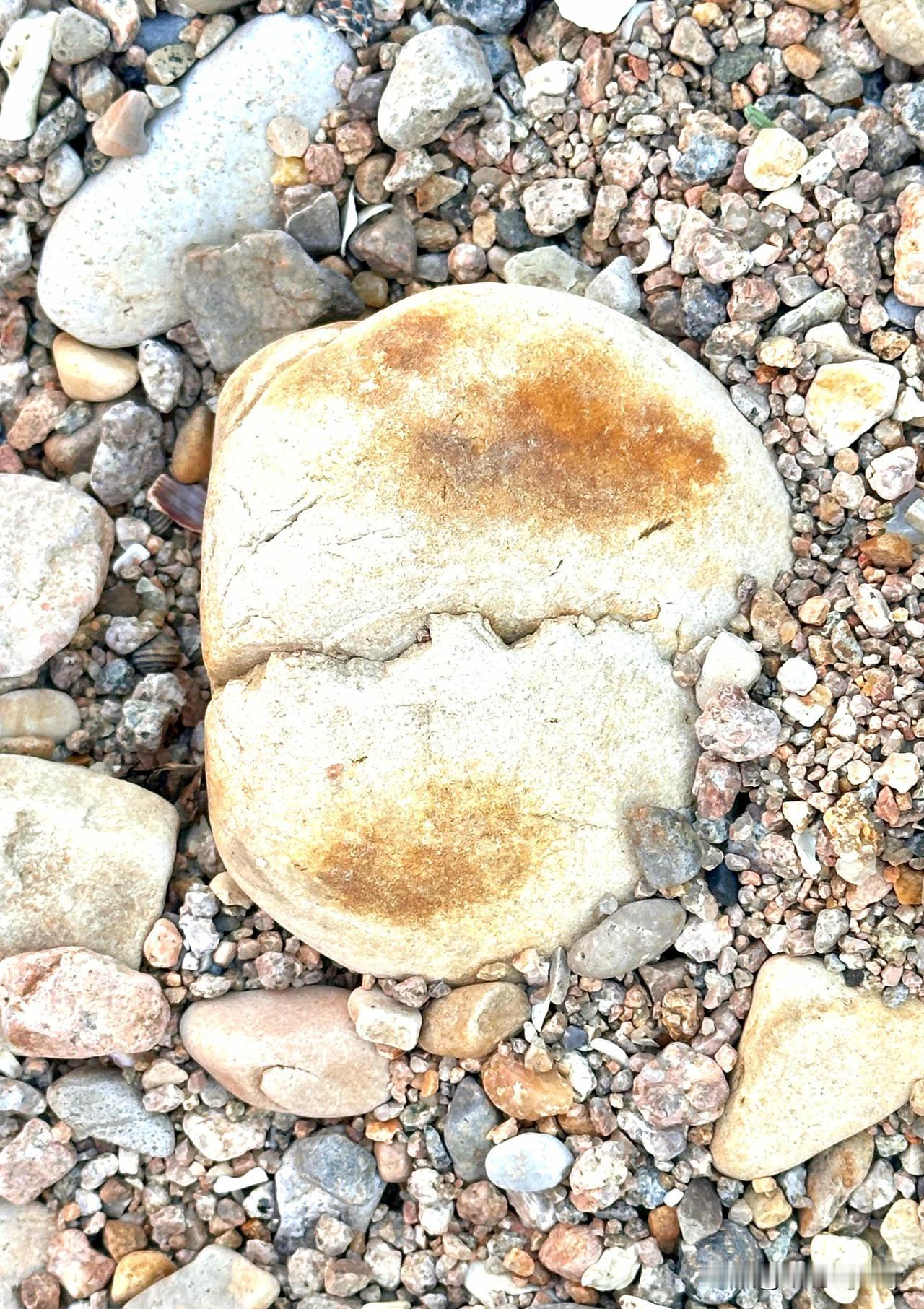 《海边的“馒头”》

咸风揉碎浪的骨朵
石堆里卧着半块“烟火”——
黄褐的痂是灶