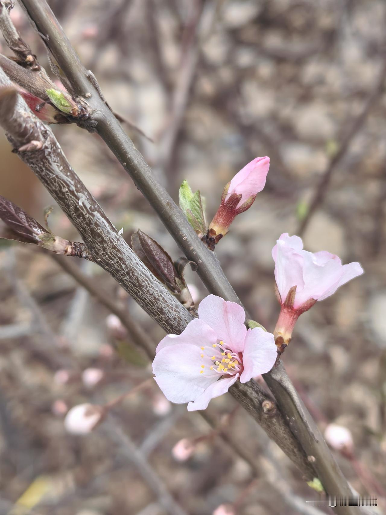 一个花枝
三两只花
春风十里
忽然想你
春天赏花照 春天摄影花 花景照 春日花枝