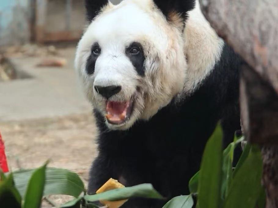 那个曾让全网揪心，瘦骨嶙峋的身影……归来的两年光阴，一场温柔的蜕变！如今在故乡的