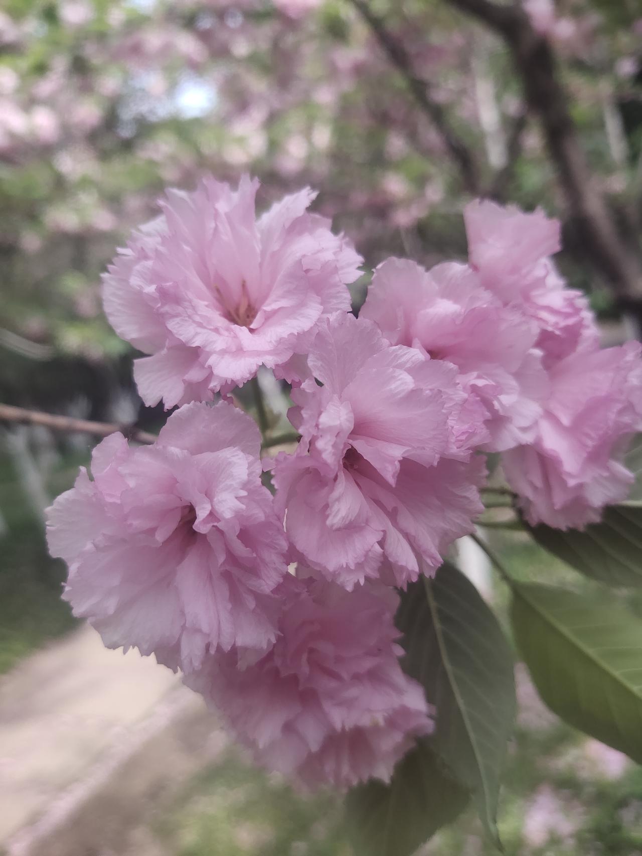 俗话说“黄鼠狼单咬病鸭子”这话说得没错。我牙疼持续了两天两夜，脸都肿起来了，今早