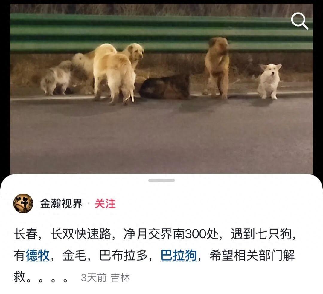 惊险逃生！吉林长春，7只狗狗在快速路上意外脱险。面对滚滚车流和受伤的同伴，它们没