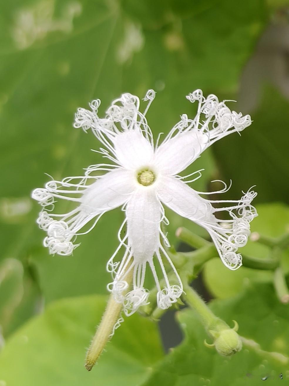 蛇瓜的花清新独特，长得小巧玲珑。
 
洁白花瓣边缘带着细密卷曲的流苏花丝，好似精