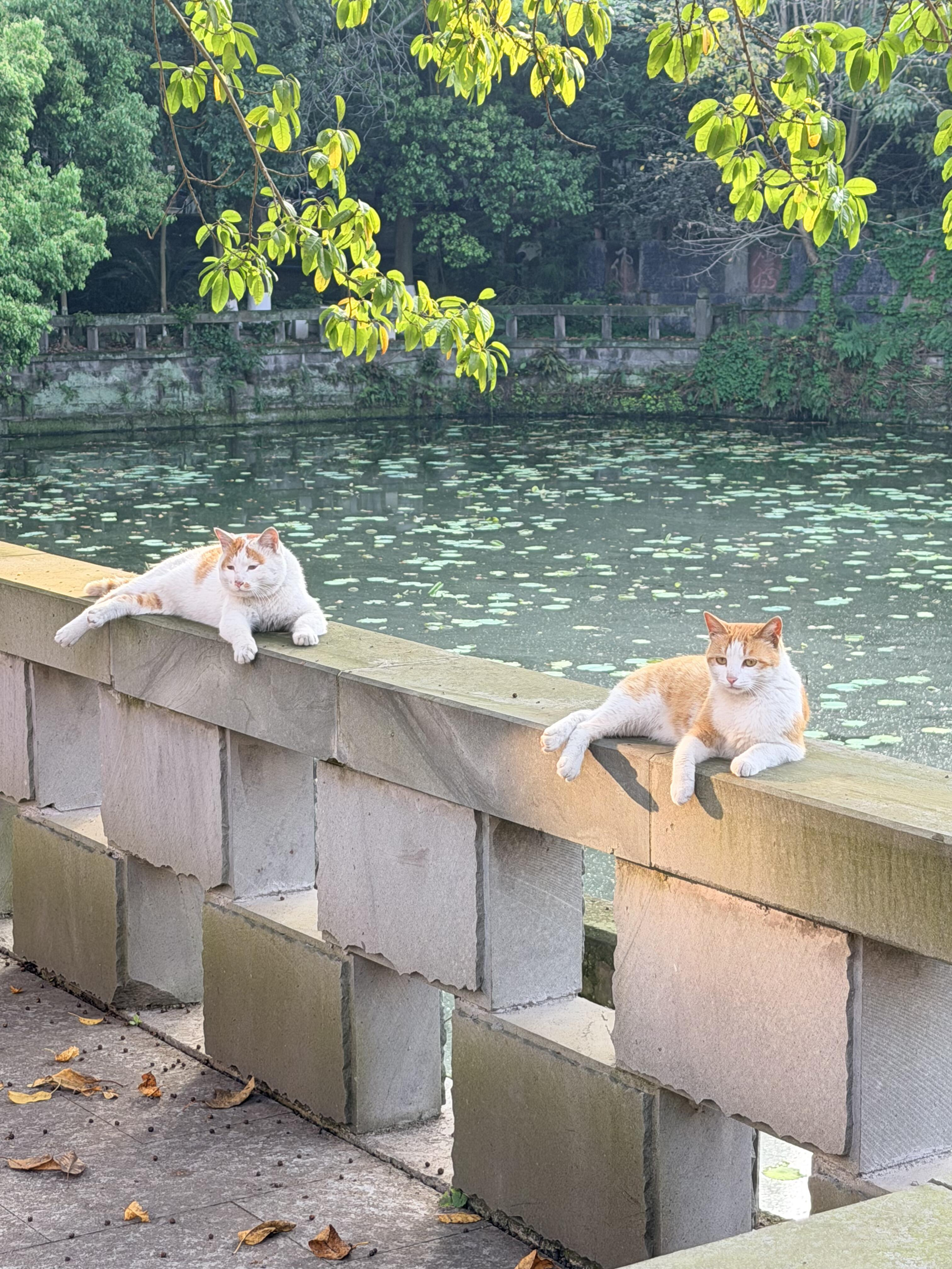好心酸，感觉看见了我模仿别人的样子 