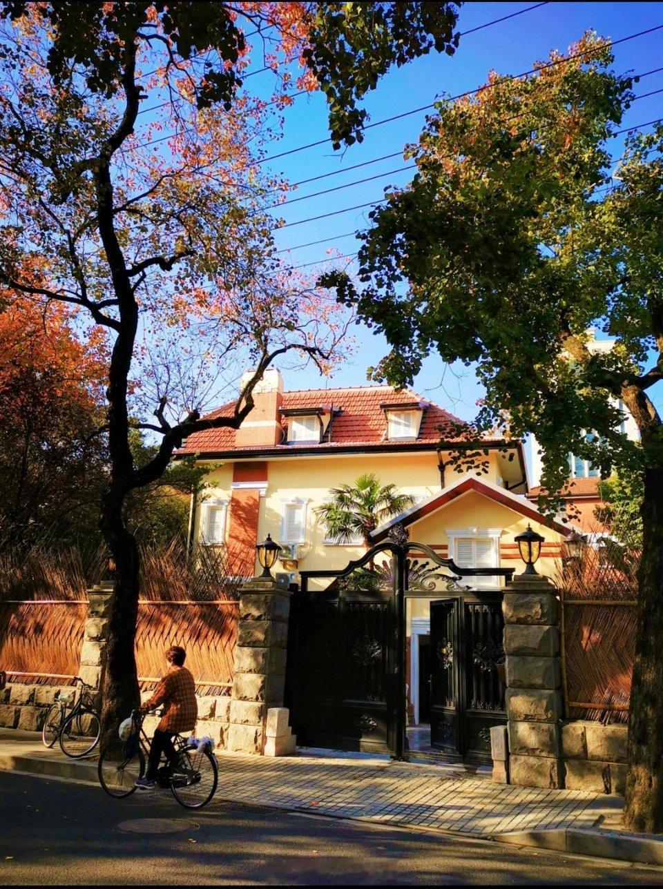 初冬，安亭路上的乌桕树！初冬的安亭路，乌桕树叶逐渐褪去秋日的火红，转而呈现出红、