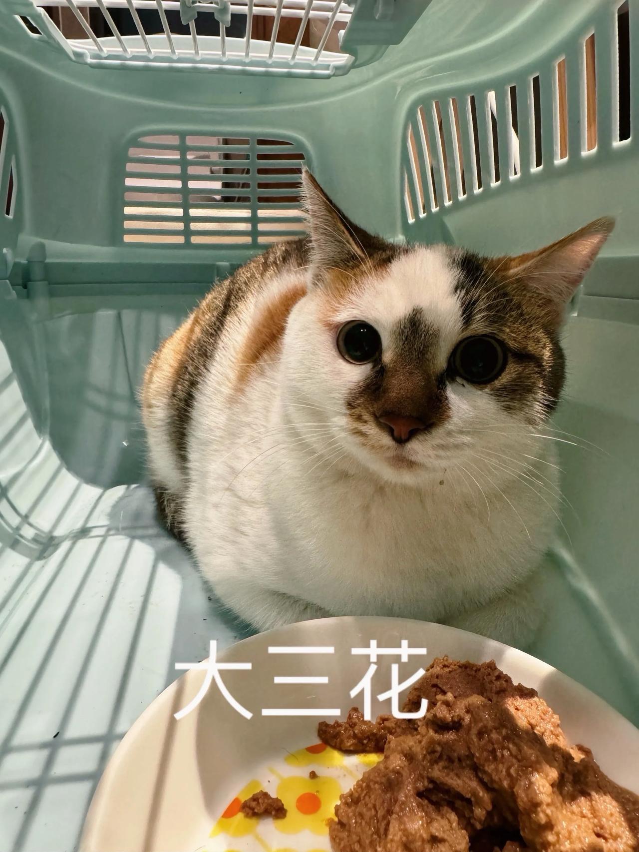 特大喜讯！大三花和白猫哥哥喜提终身卖萌Offer！
大三花等拆线、打完疫苗后赴福