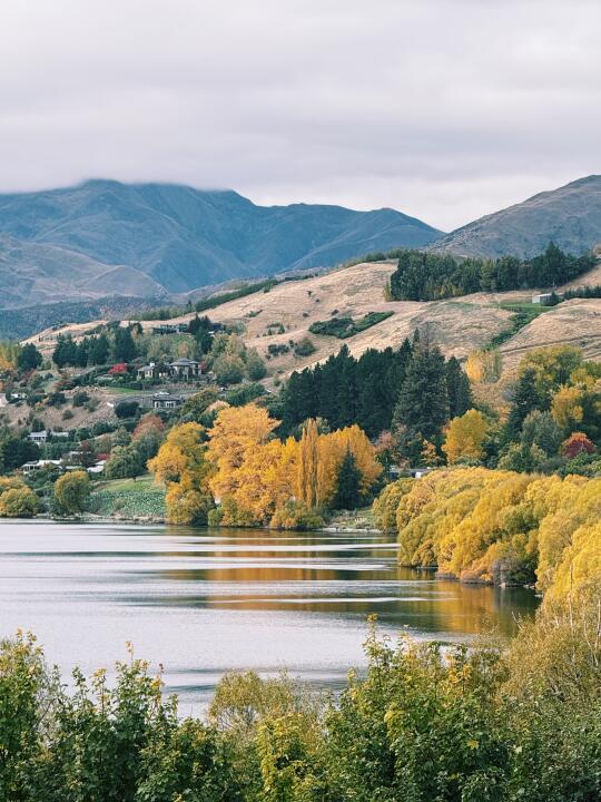 新西兰出差📸 | 最爱的秋天，箭镇叶子黄了🍂