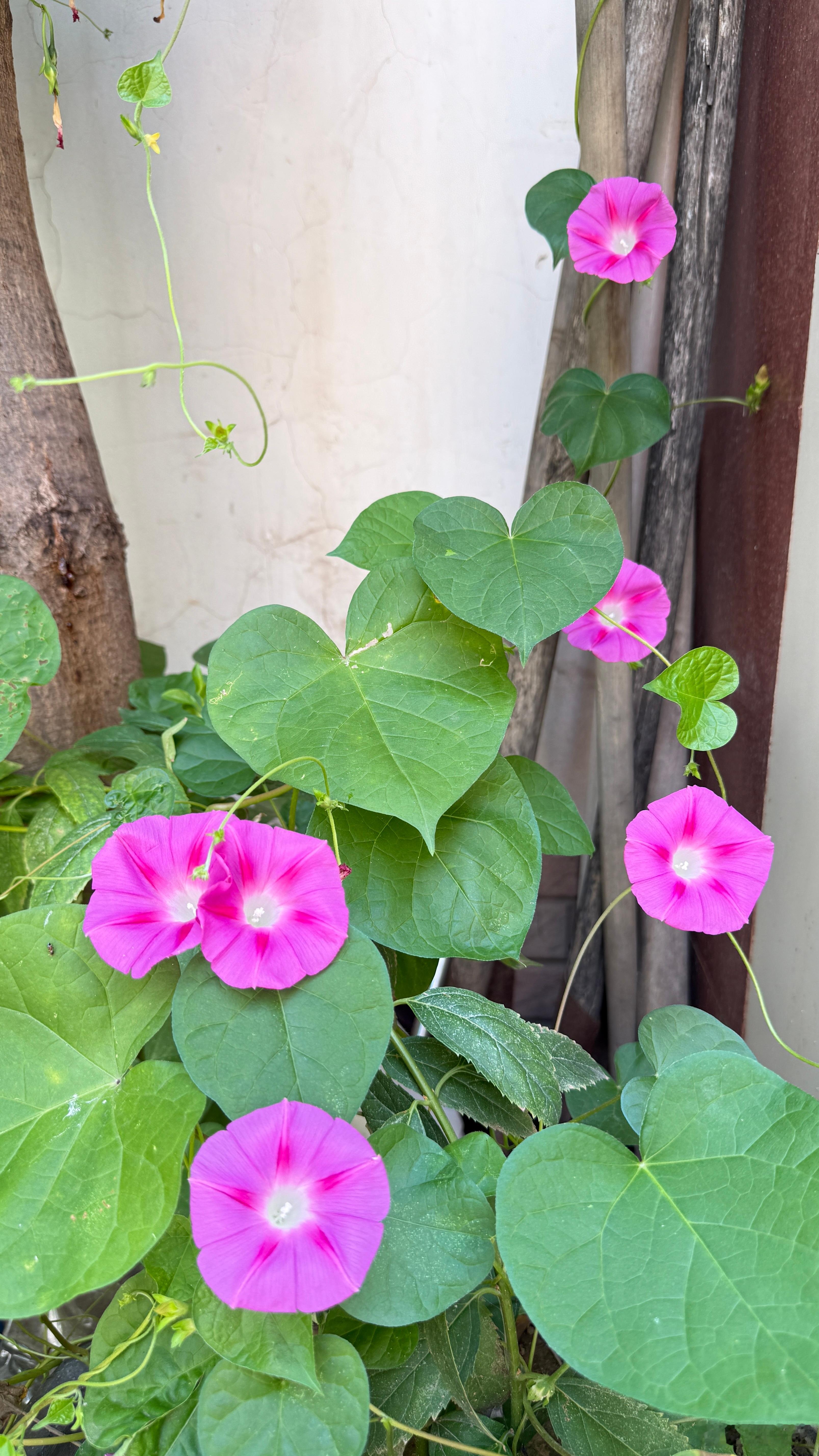 牵牛花，生存能力强 