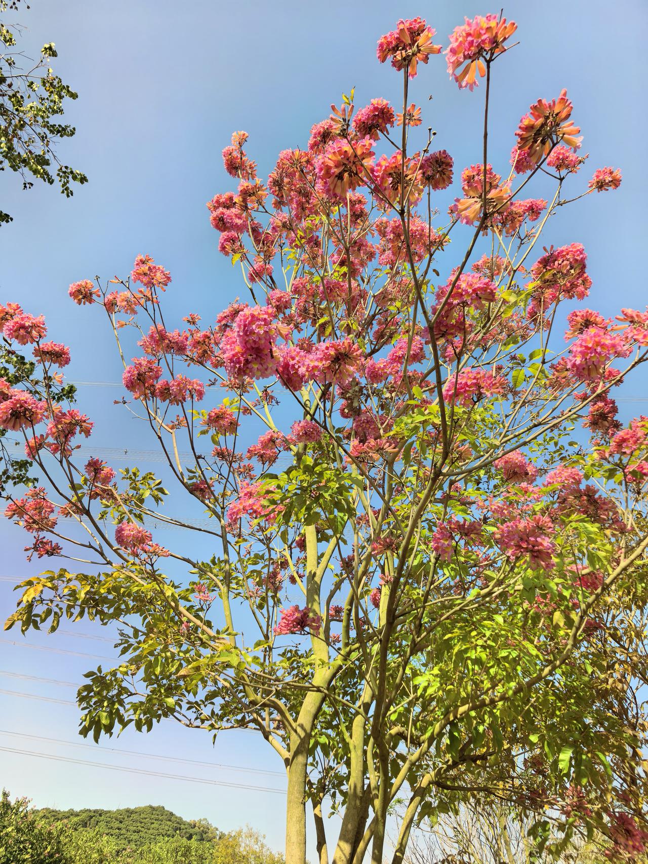 晒出你的相册里最好看的一张照片紫花枫铃木开放了，太好看了。