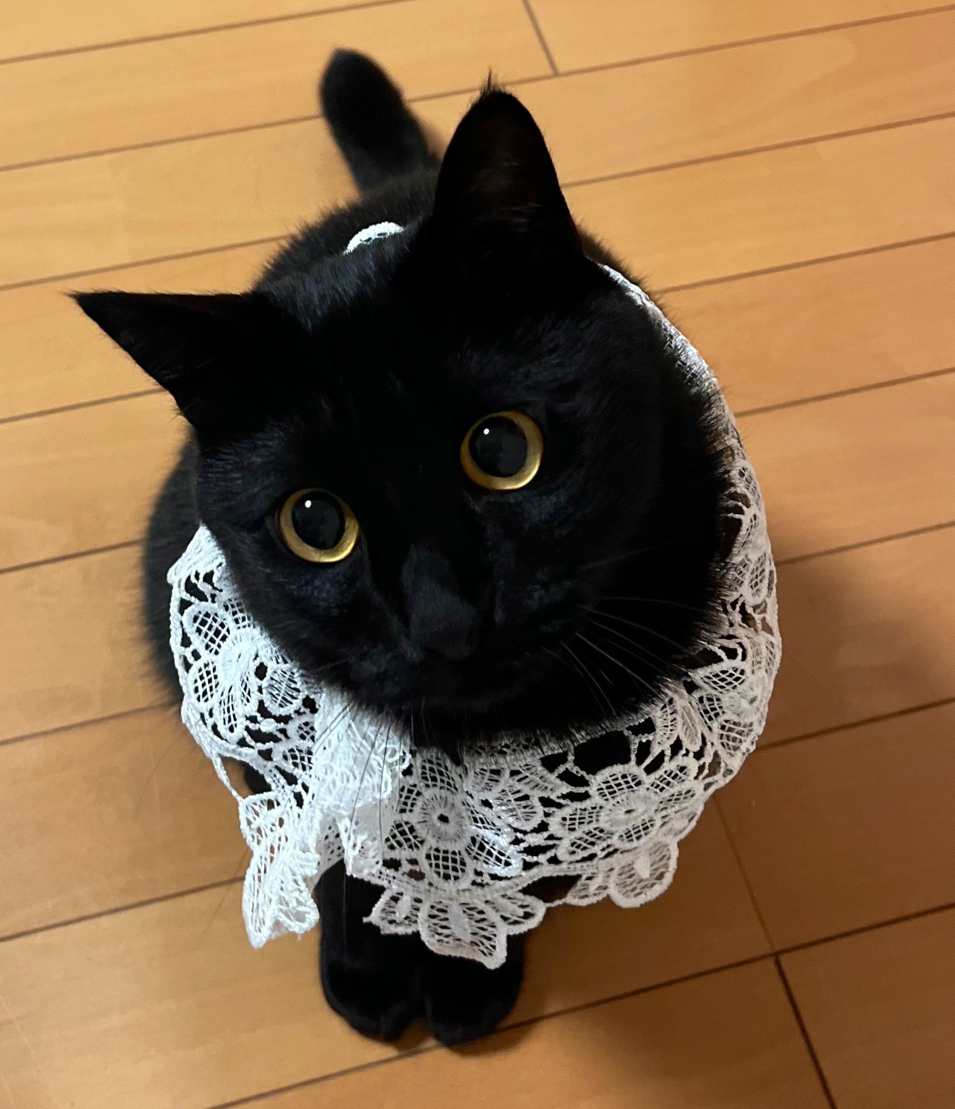黑猫 可爱的深渊一只~[奶牛猫]【推：uni_kuroneko】 ​​​