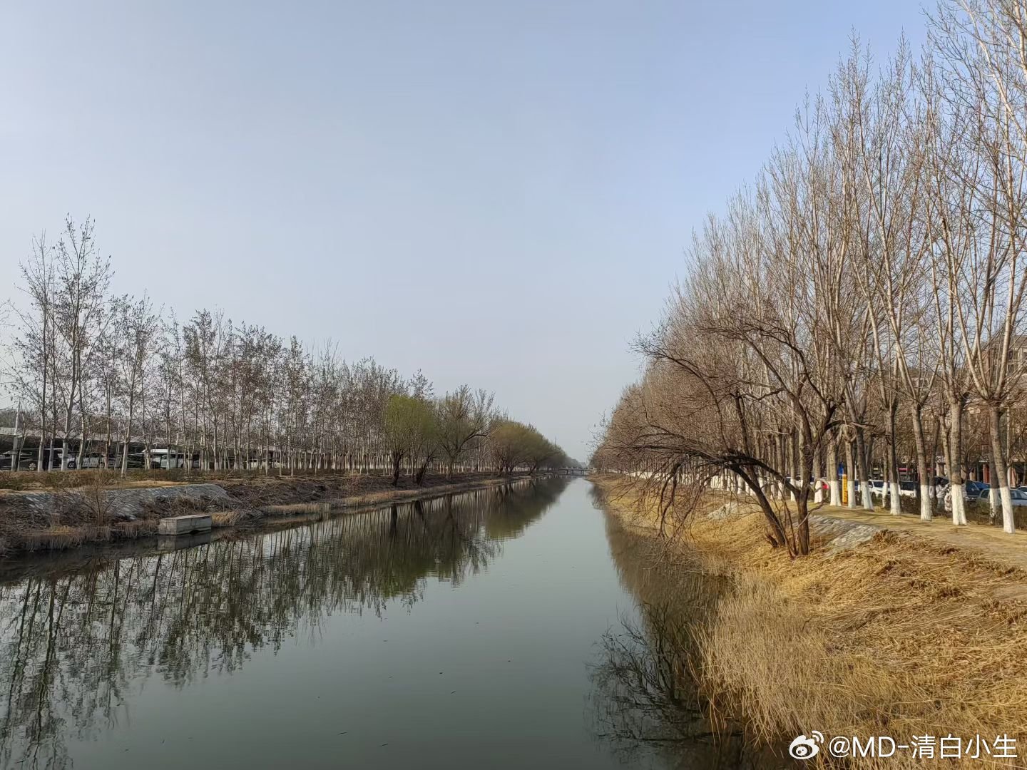 拂堤杨柳醉春烟🌿春天真好，万物都在悄悄变好，希望我们也是。 