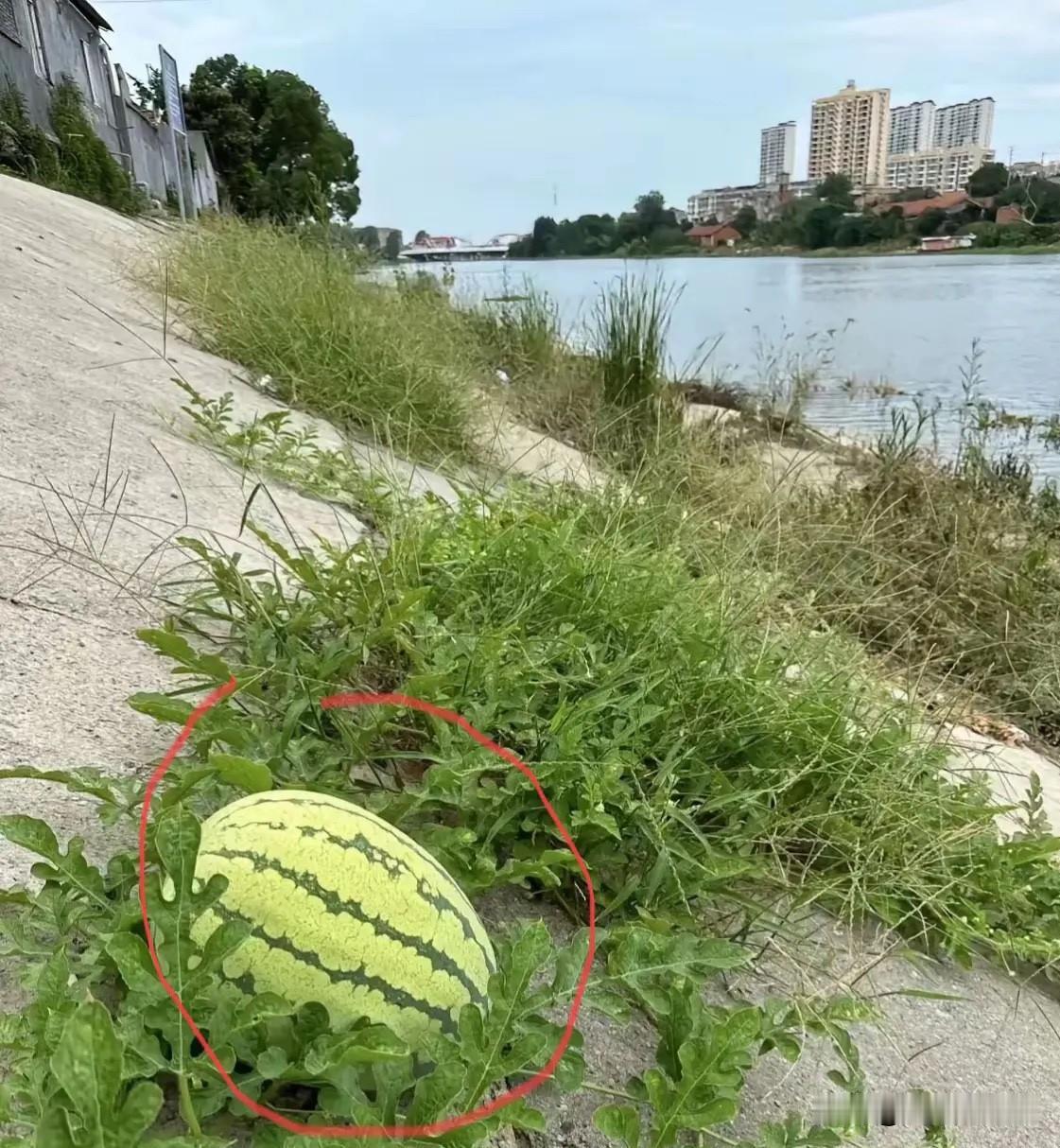 河边钓鱼，意外发现藤蔓上结了个大西瓜。

我当场动了个小心思，跟旁边钓友一本正经
