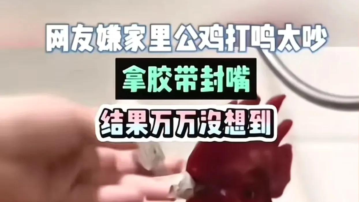女子嫌家里公鸡打鸣太吵，拿胶带封嘴，结果万万没想到……

过年临近，亲戚送来一只