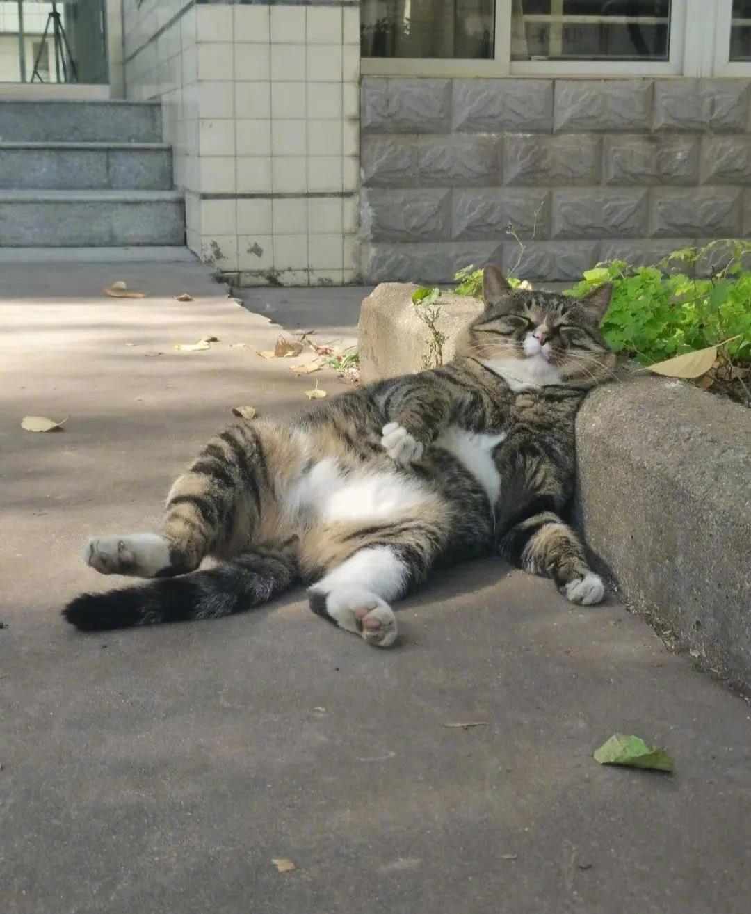 一只猫活得比人自在！