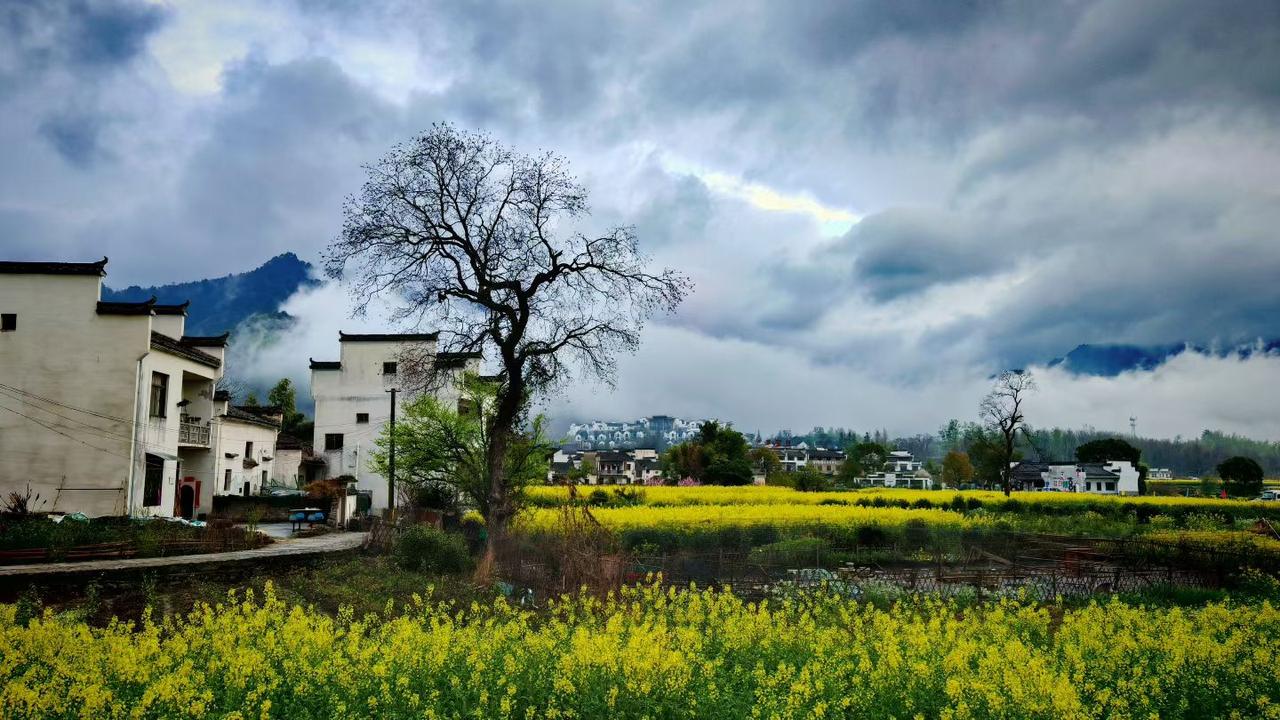 白墙黛瓦依偎在青山云雾间，金黄的油菜花铺展成春日的绒毯，枯树与新芽在风里悄悄对话
