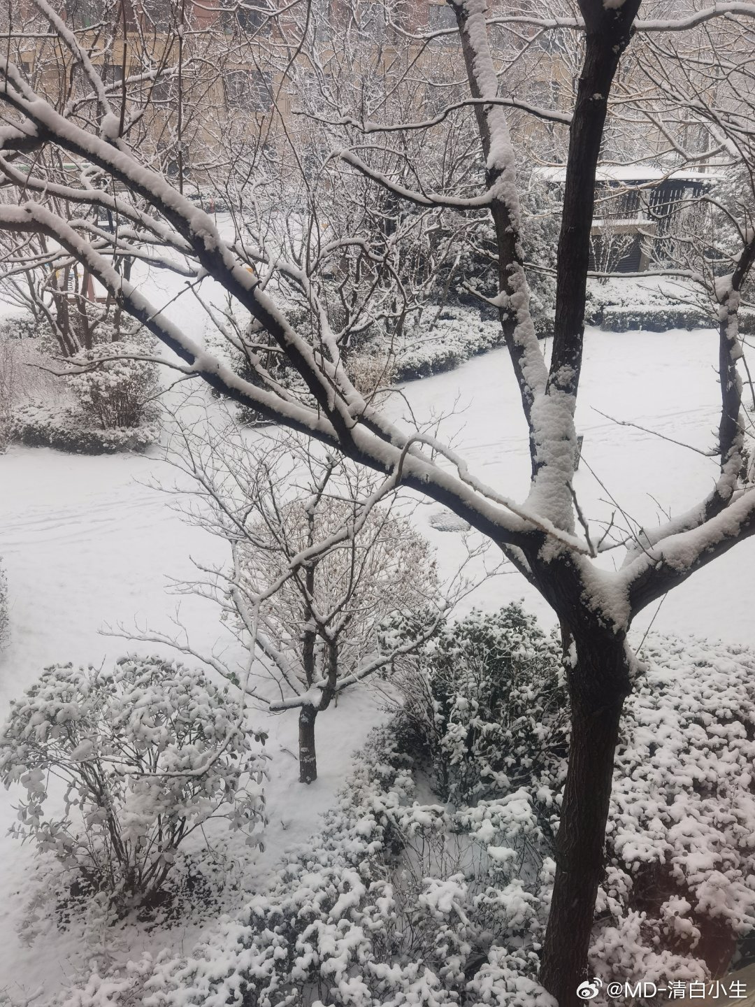 一睁眼，下雪了，原本出门的计划改天吧 