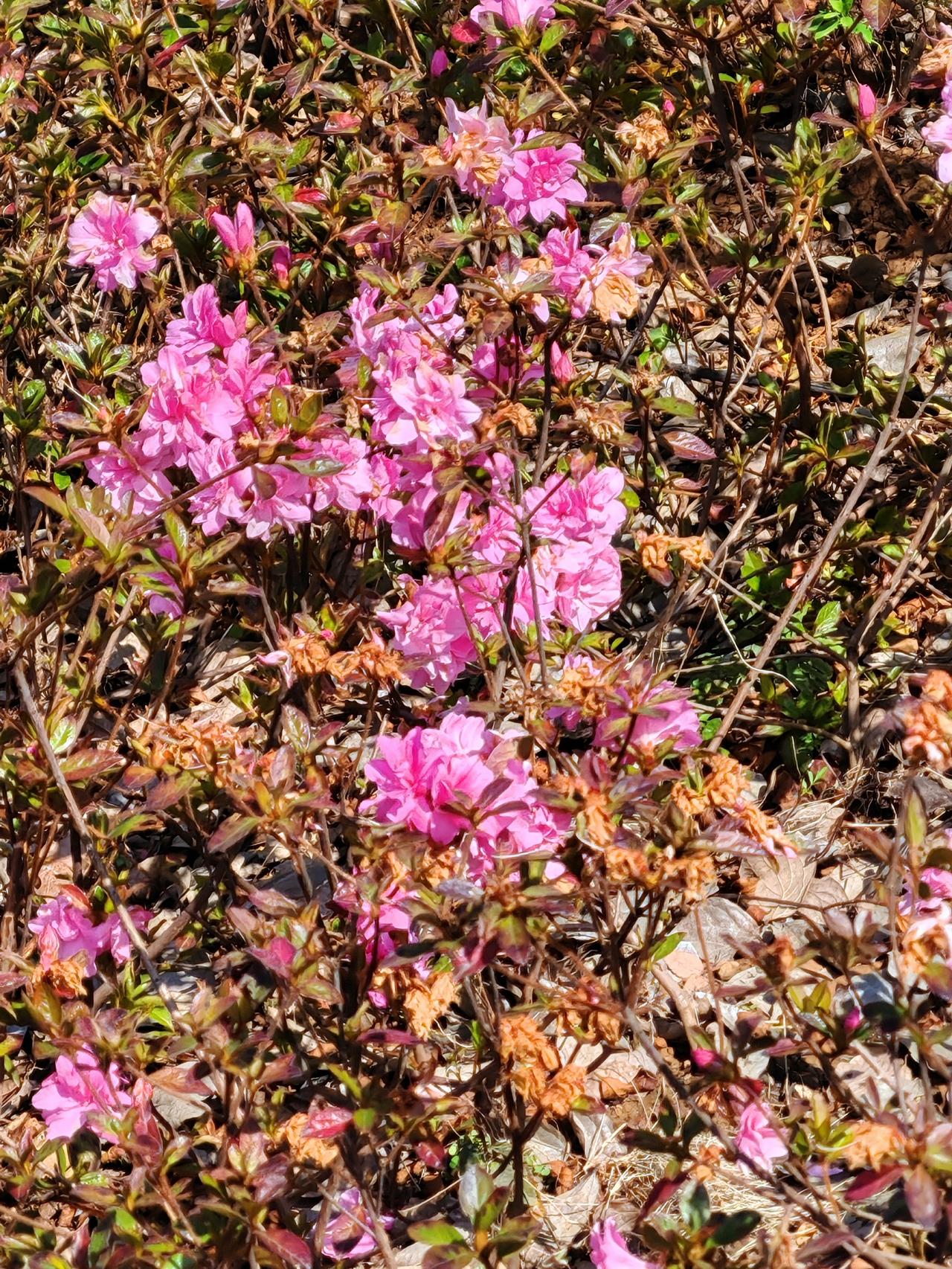 一人一句新年祝福祝大家新年快乐，万事如意，心想事成！