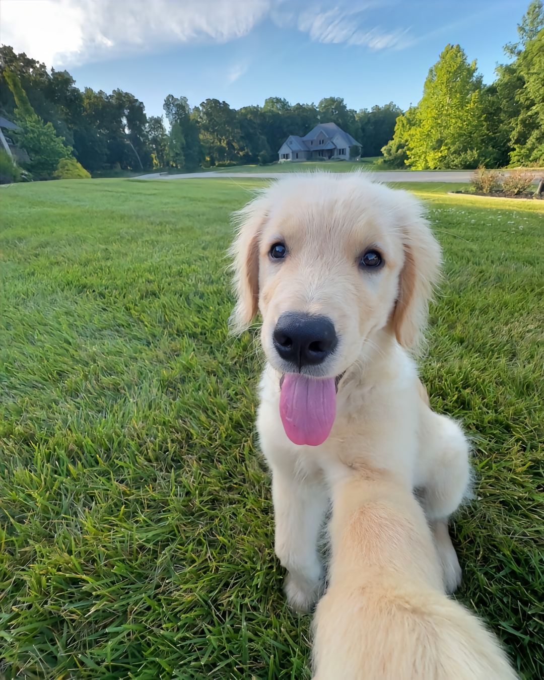 爱自拍的小金毛#萌宠##狗狗##金毛# ​​​