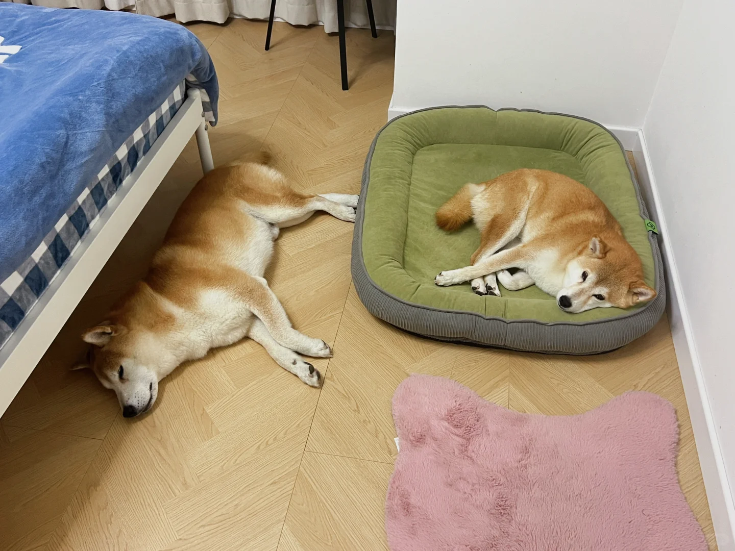 柴柴父女俩