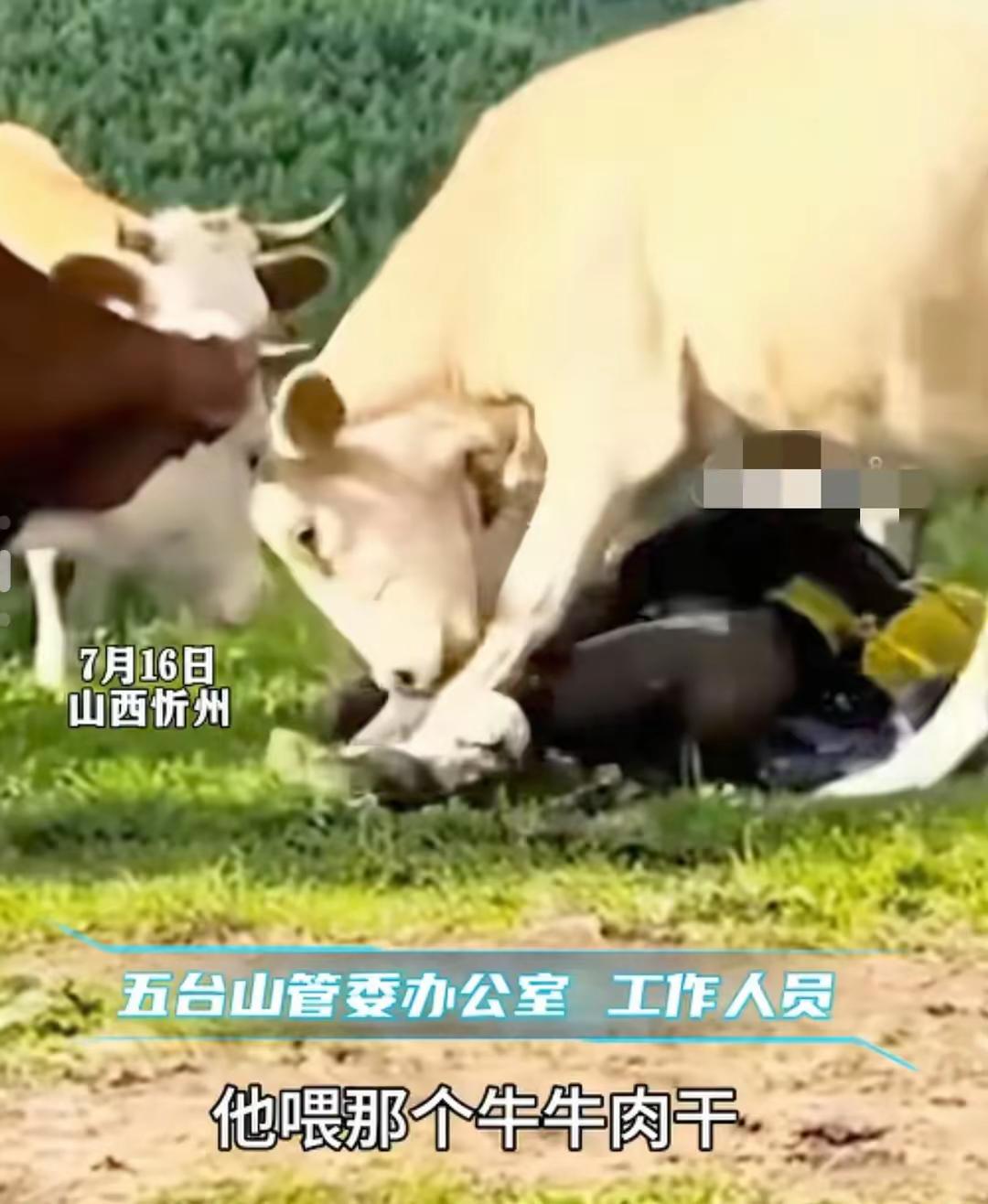 五台山游客被牛群踩踏这事网友们都拍手叫好。在山上游玩时有游客各种作妖，有人拿登山