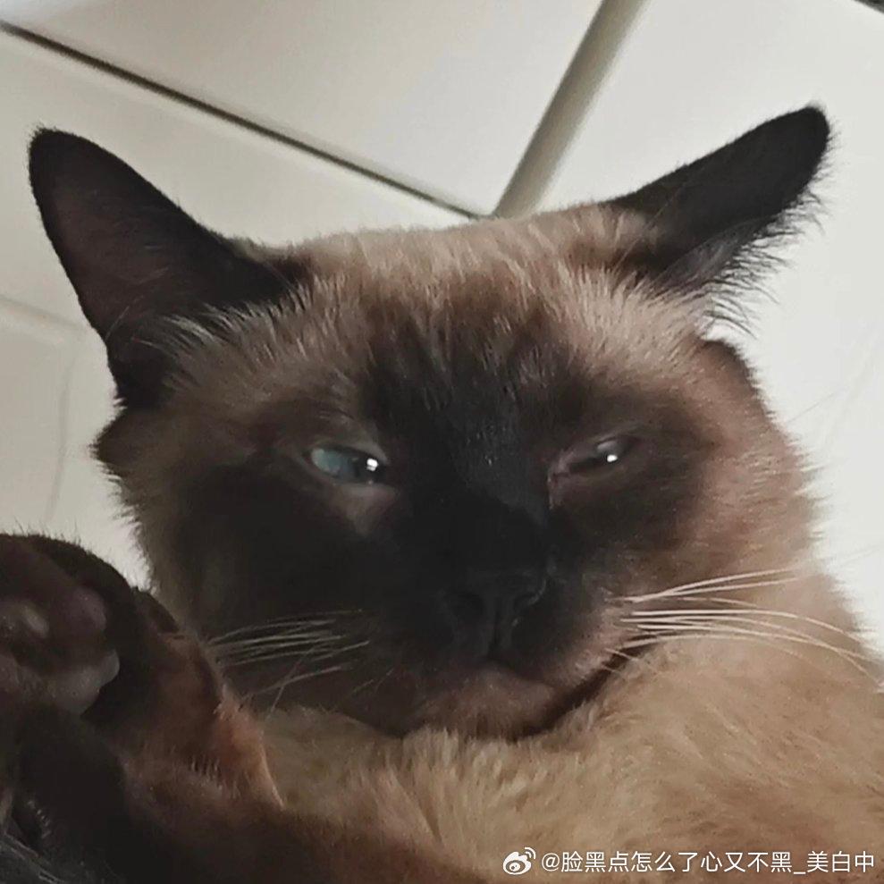 4010只黑脸怀民亦未寝 
