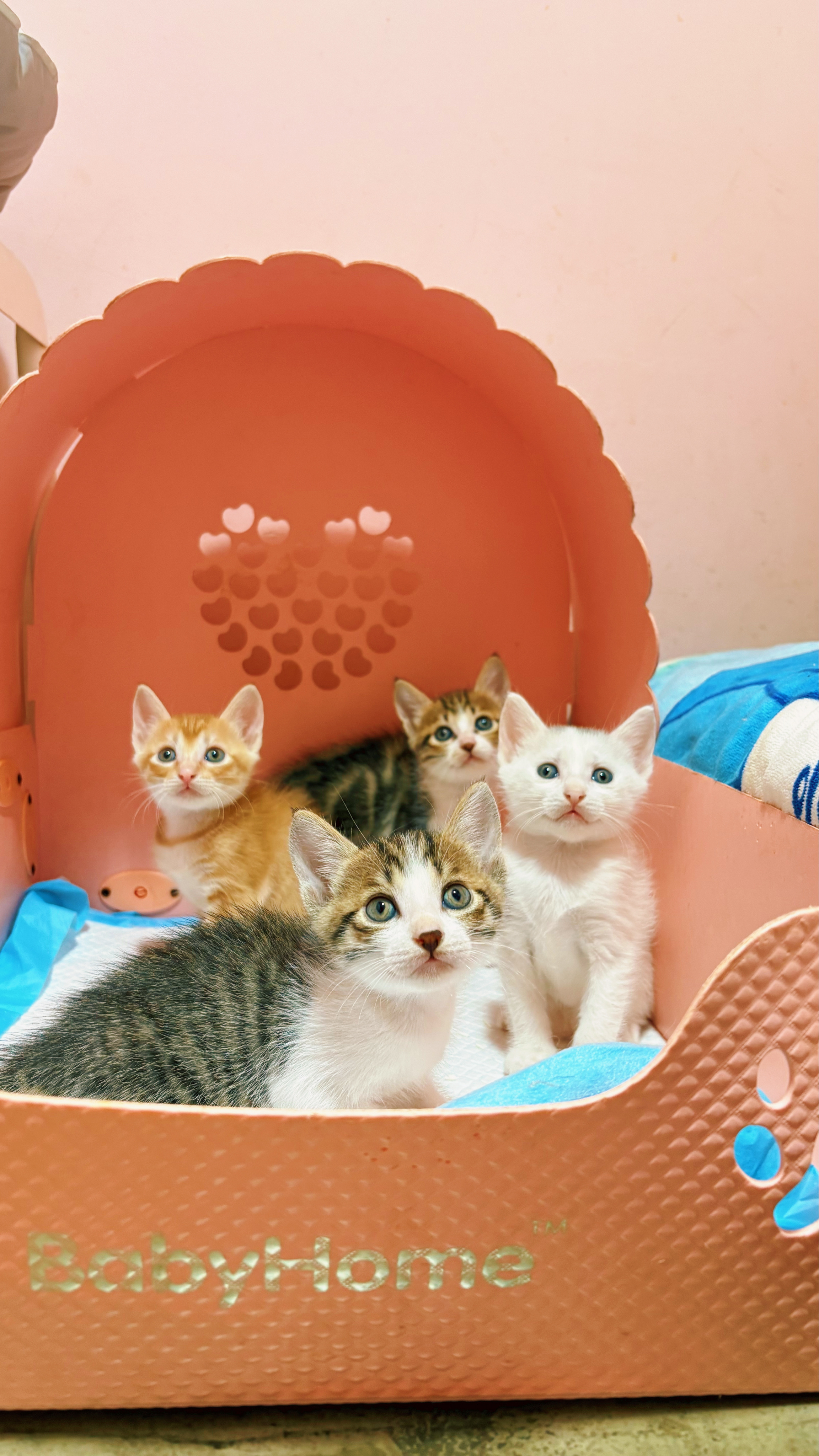 养猫真的会改变一个人猫 人生的第一性原理，是体验，不是意义 ，开心和被毛茸茸的小