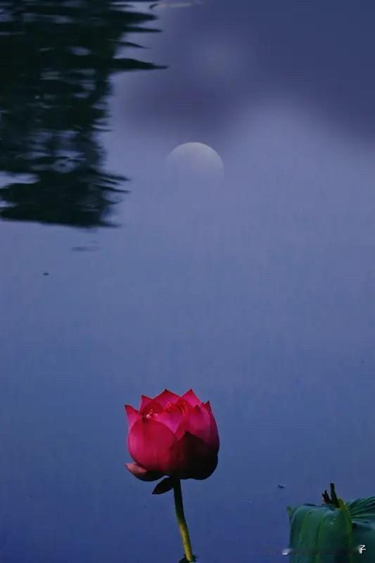 看到“醉看莲池沉月影”这个上联，瞬间就感觉诗意满满。上联营造出一种醉意朦胧中看莲