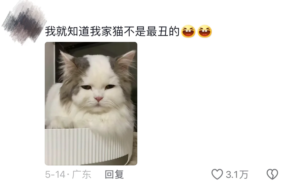 来比比谁家的猫更丑？🆘