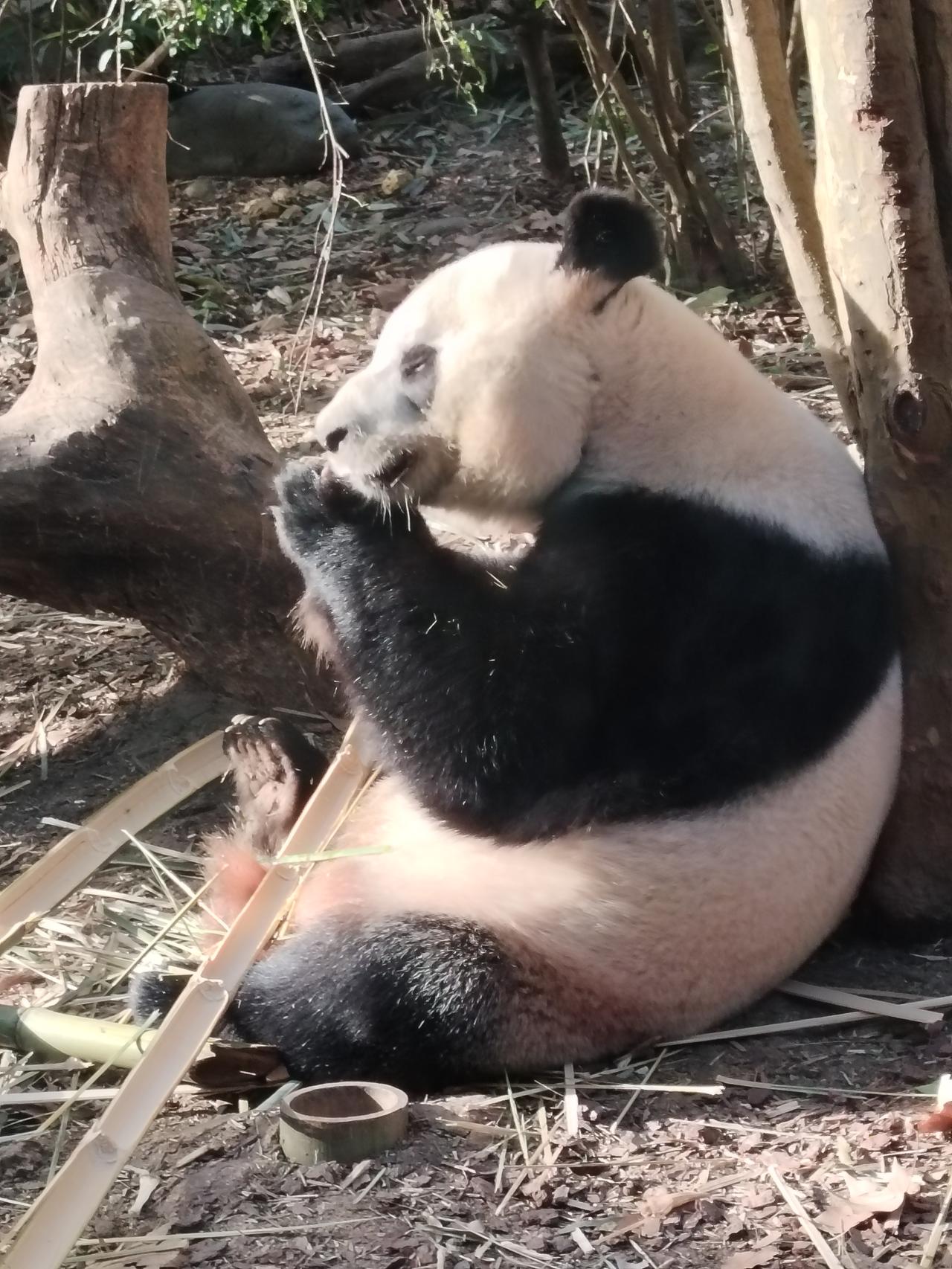 可爱的大熊猫