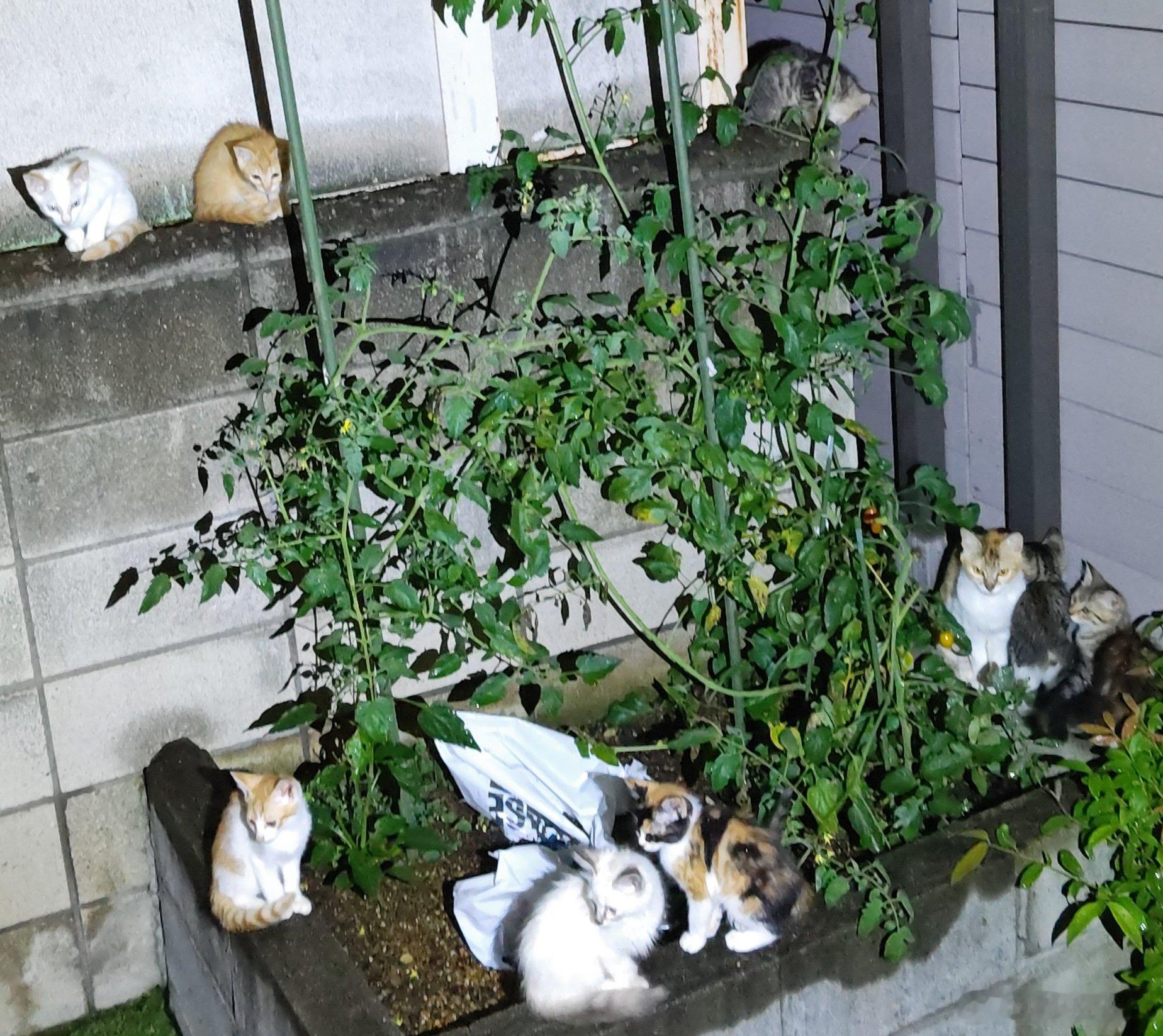 推主：院子角落的小番茄花坛里突然出现好多小猫咪啊🐱 