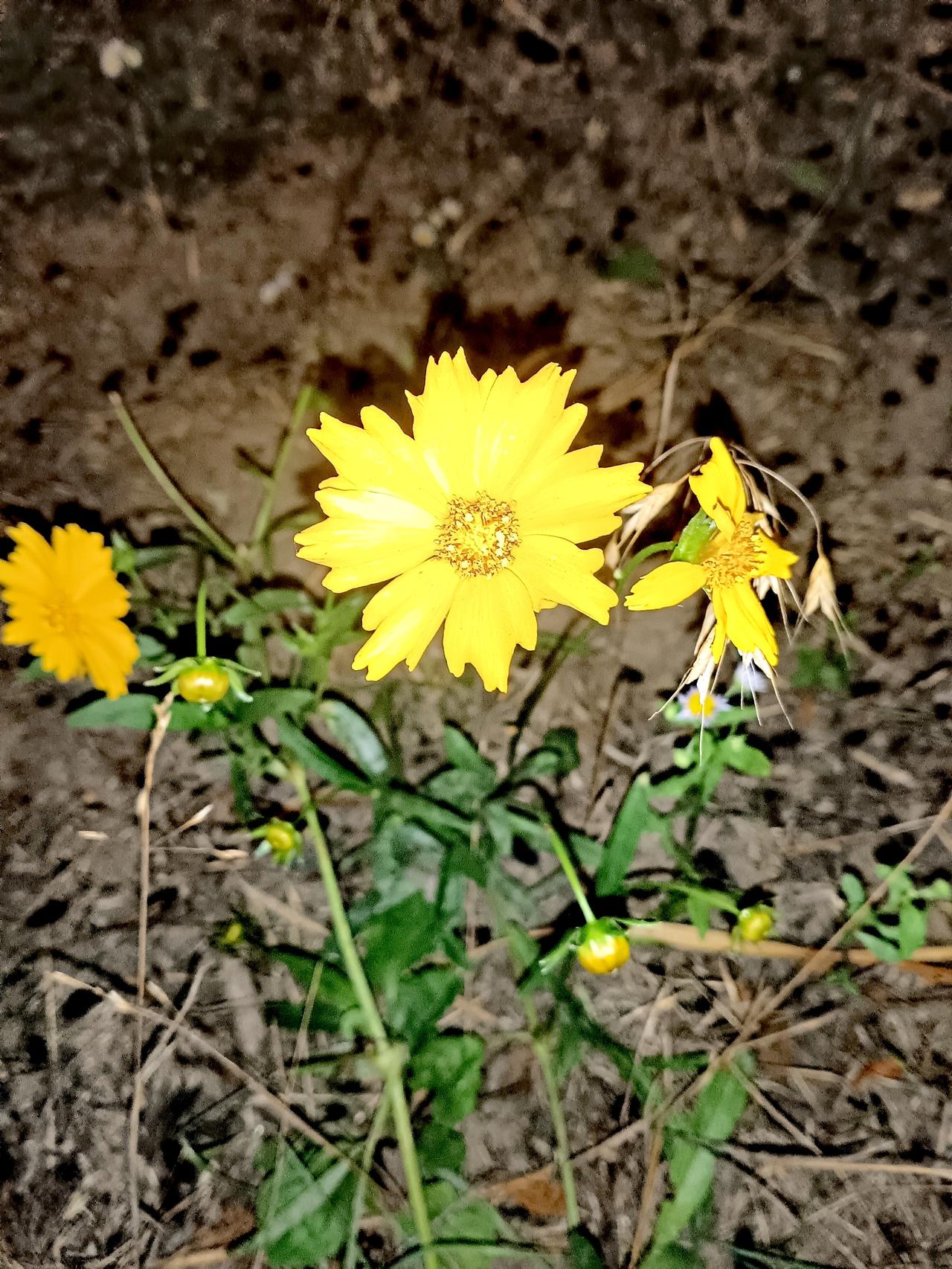 夜色沉沉，泥土幽暗。几株金黄的金鸡菊兀自绽放，明艳的花瓣在黑夜里透出微光，生机盎
