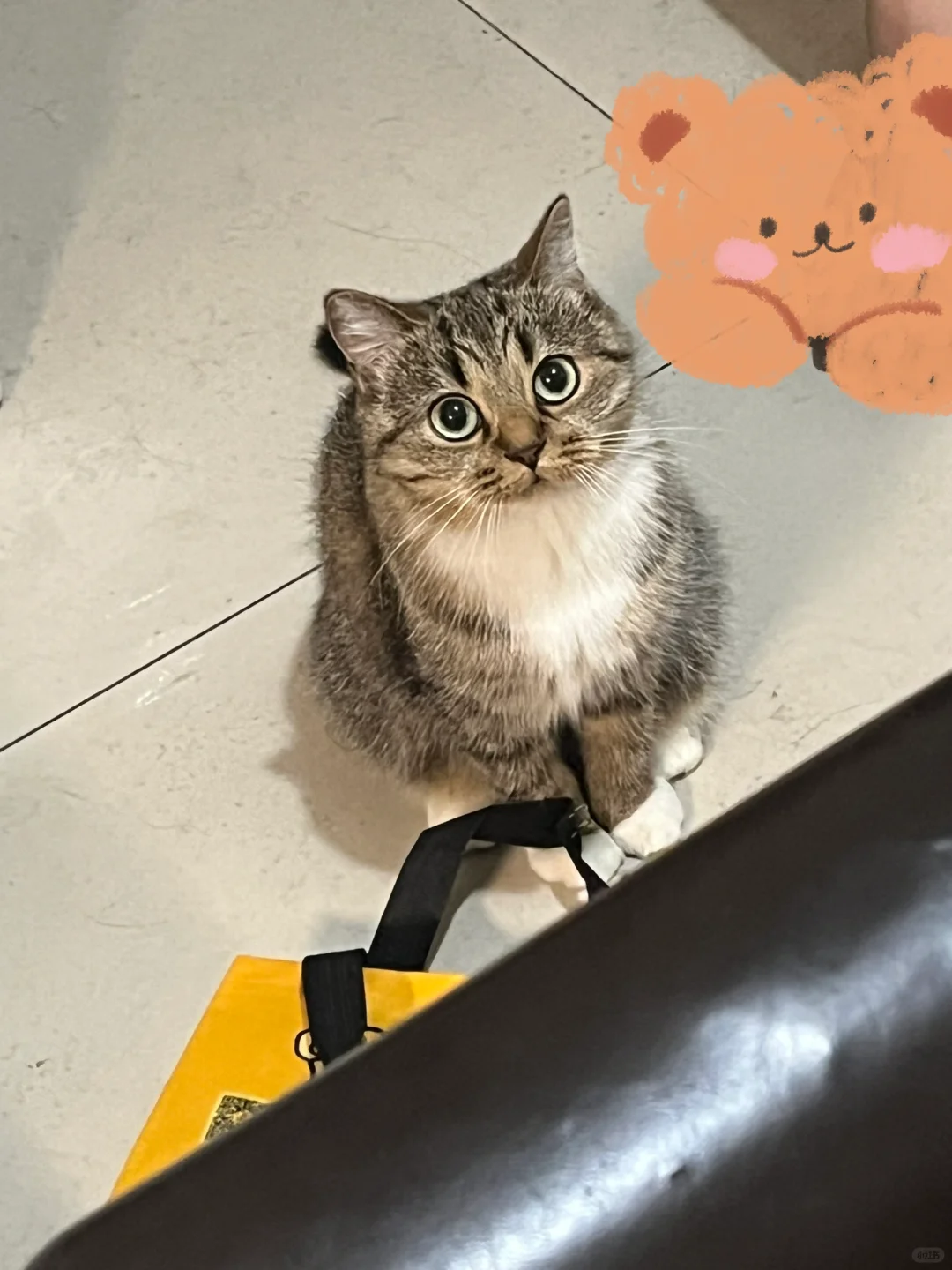 该死的苹果手机把我的猫拍成了刺猬