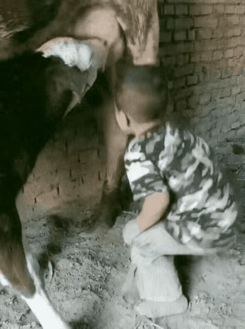 全网炸裂，这个小男孩火了…
视频中，一个四，五岁的小男孩，或许太口渴了，望着一头