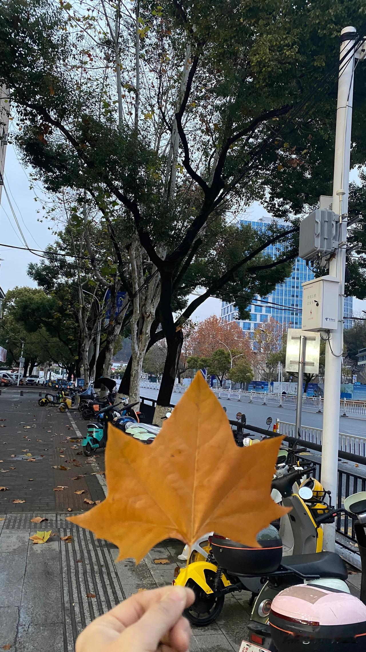 城市❗🍁枫叶红了，又手机随拍红枫 景德镇