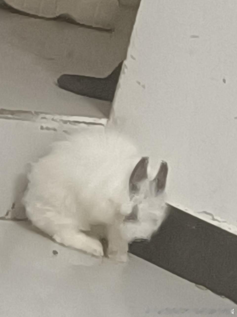 14571🐇【】傻子 