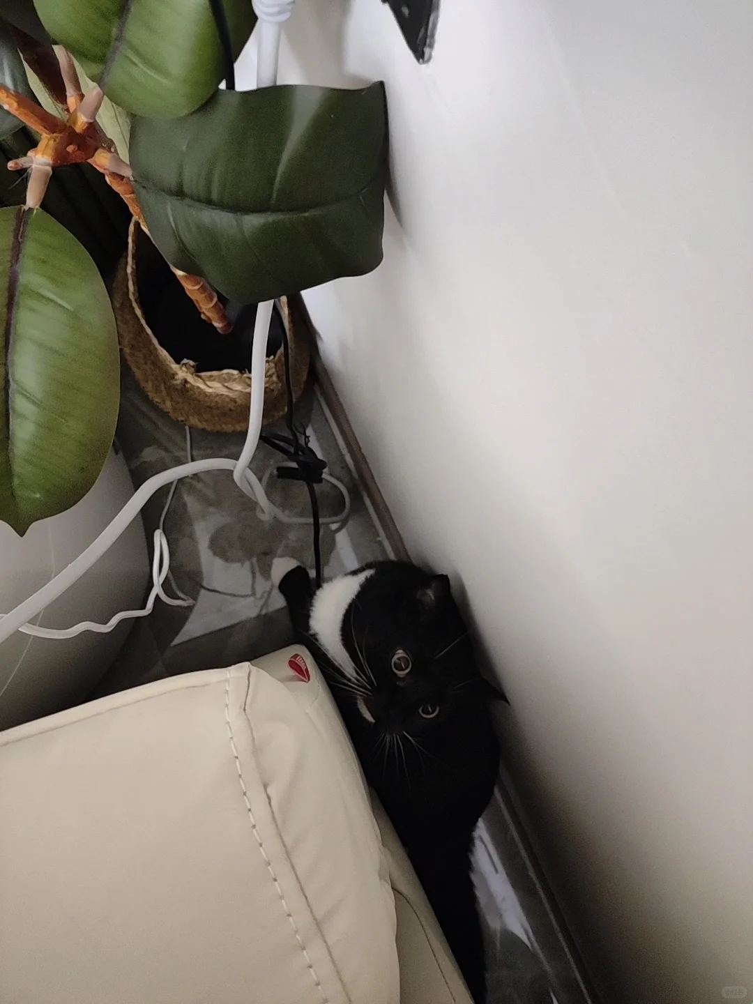 养猫之不能有卫生死角