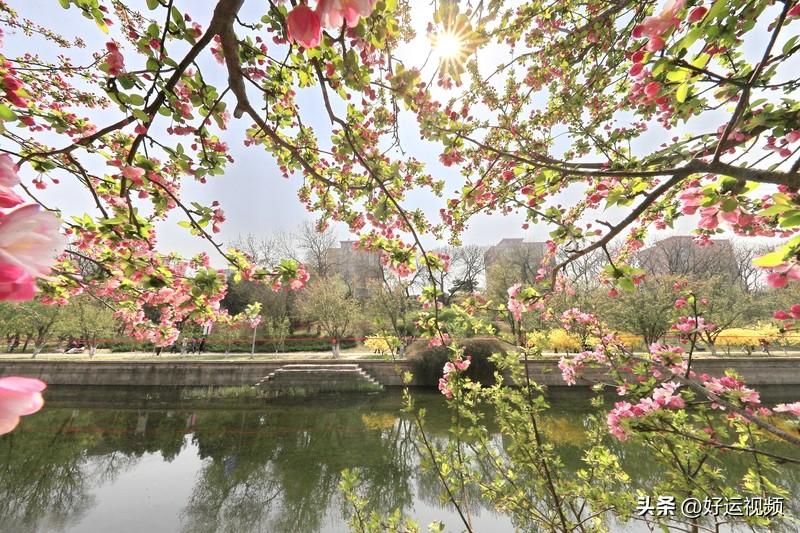 春日生活打卡季 花开的季节，就像泰安阳春三月的赏花地，满园芬芳，让人沉醉。
曾错