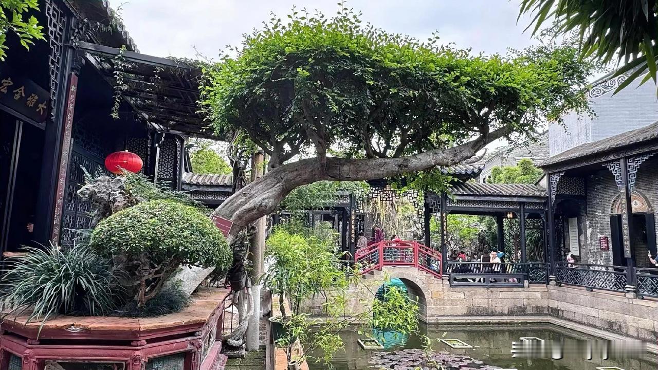 这棵树宛如一位在园子里伫立了150多年的“老戏骨”，遒劲的树干斜斜地探向水面，撑