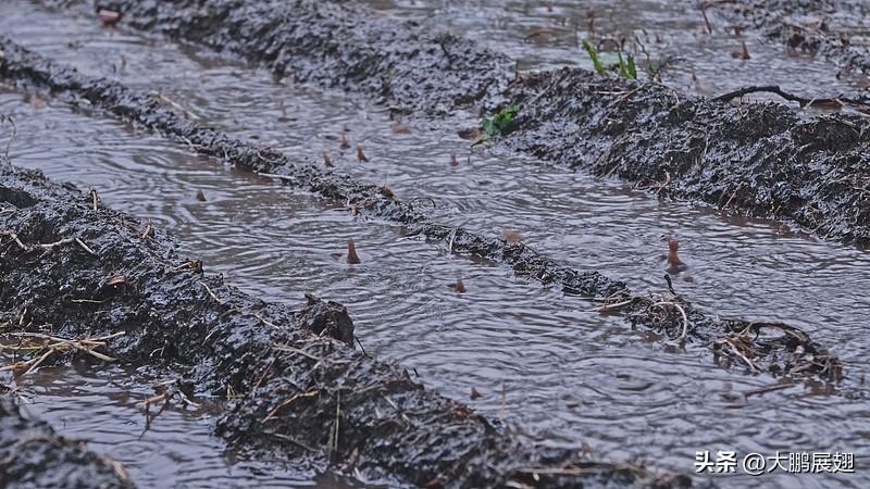 烟台今天这雨下得铺天盖地，不少已经撒了麦种的老乡估计正揪着心。
其实这场雨本身是