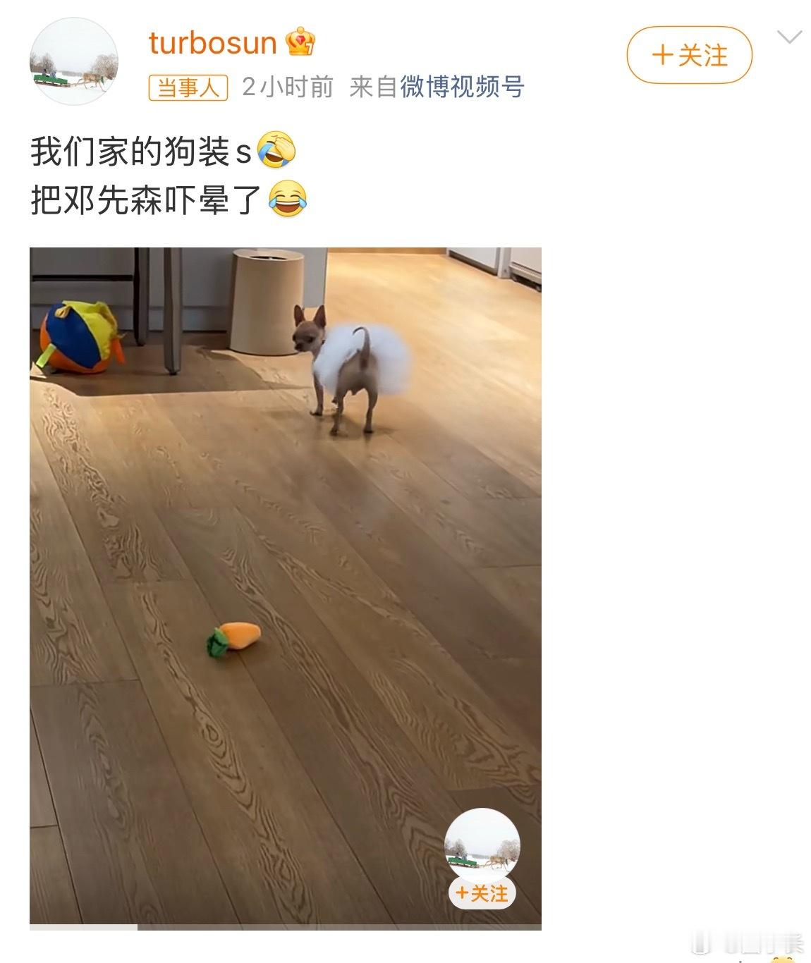 孙俪 我们家的狗装死把邓超吓晕了狗界的戏精也是出现了，就在邓超家里，不敢想象邓先