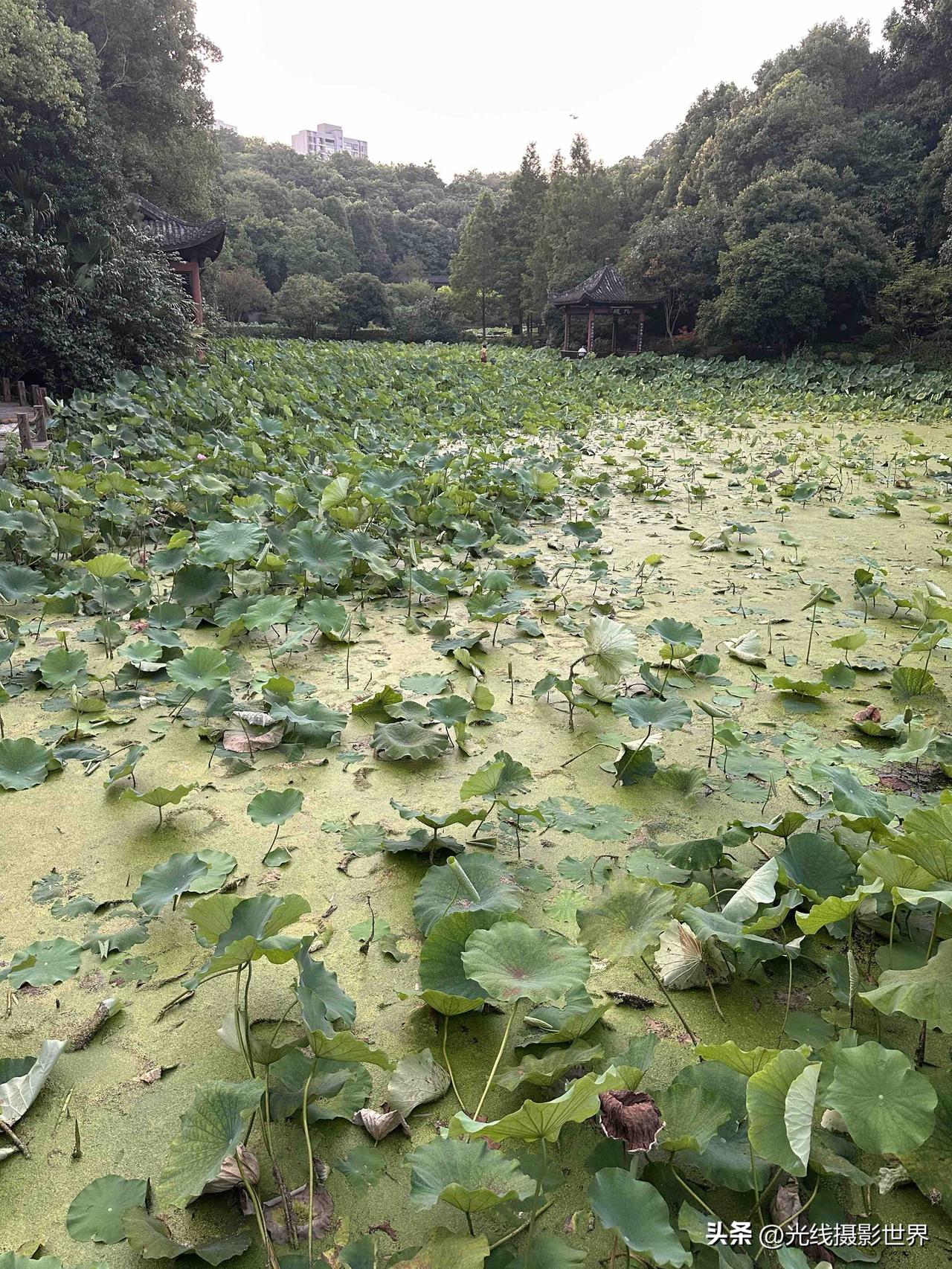 避雷重庆华岩寺荷花！7月8日，重庆华岩寺七步荷塘几乎没有荷花，荷叶也破败不堪，令