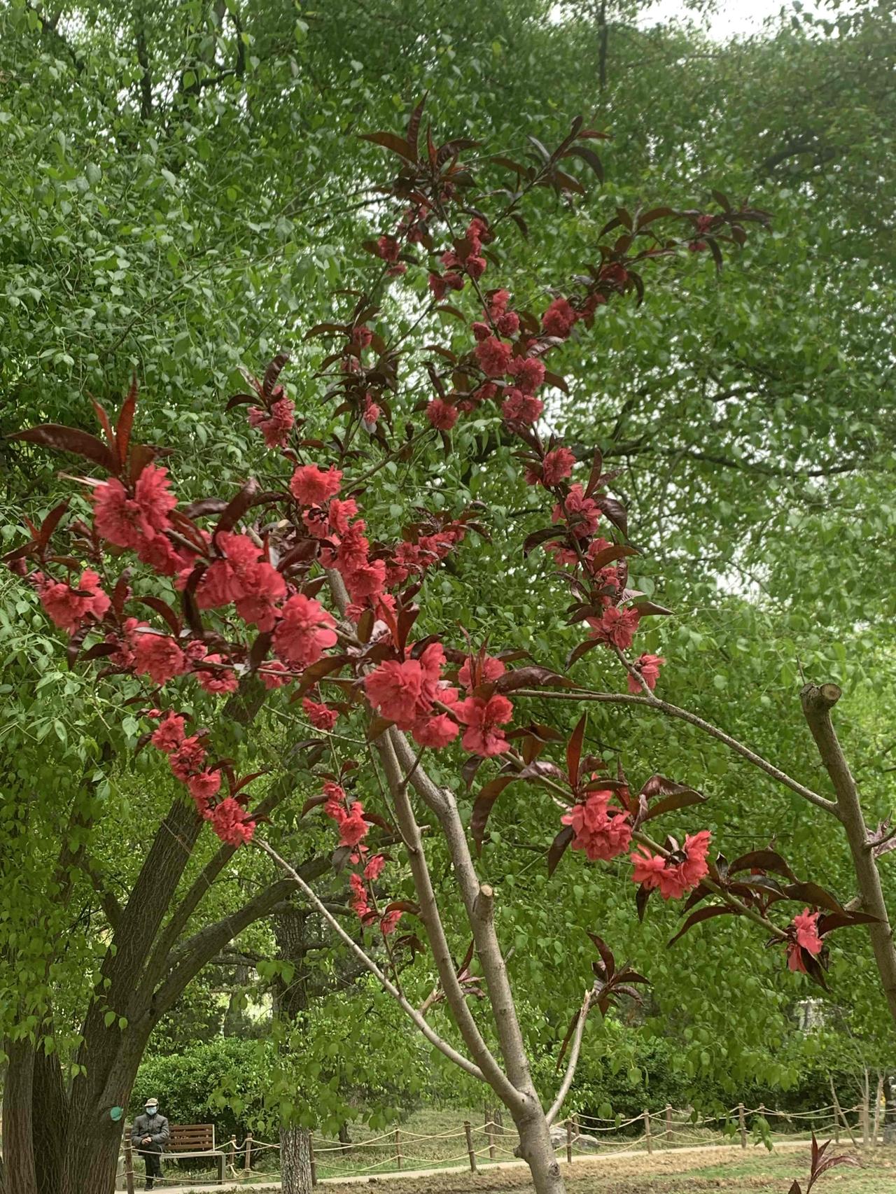 德云社的岳云鹏全国歌唱巡演，每一站都是满坑满谷，现场观众又能跟着唱歌，又能互动说