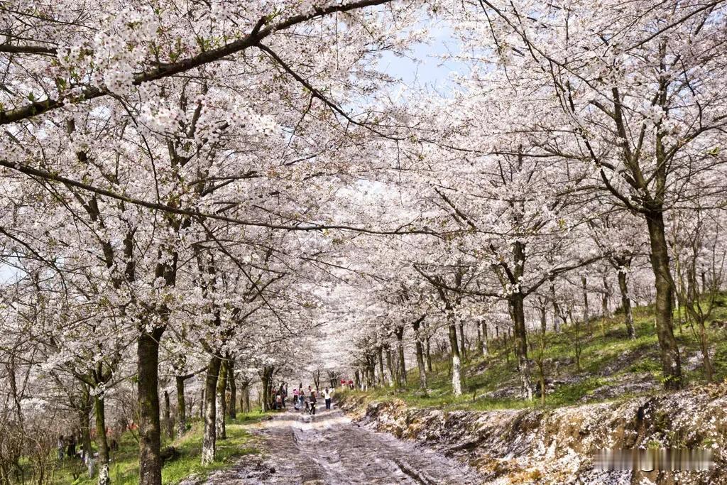 每年三月，贵州就进入了花季。漫山遍野的樱花花海、杜鹃花海早已闻名全国，吸引游客纷