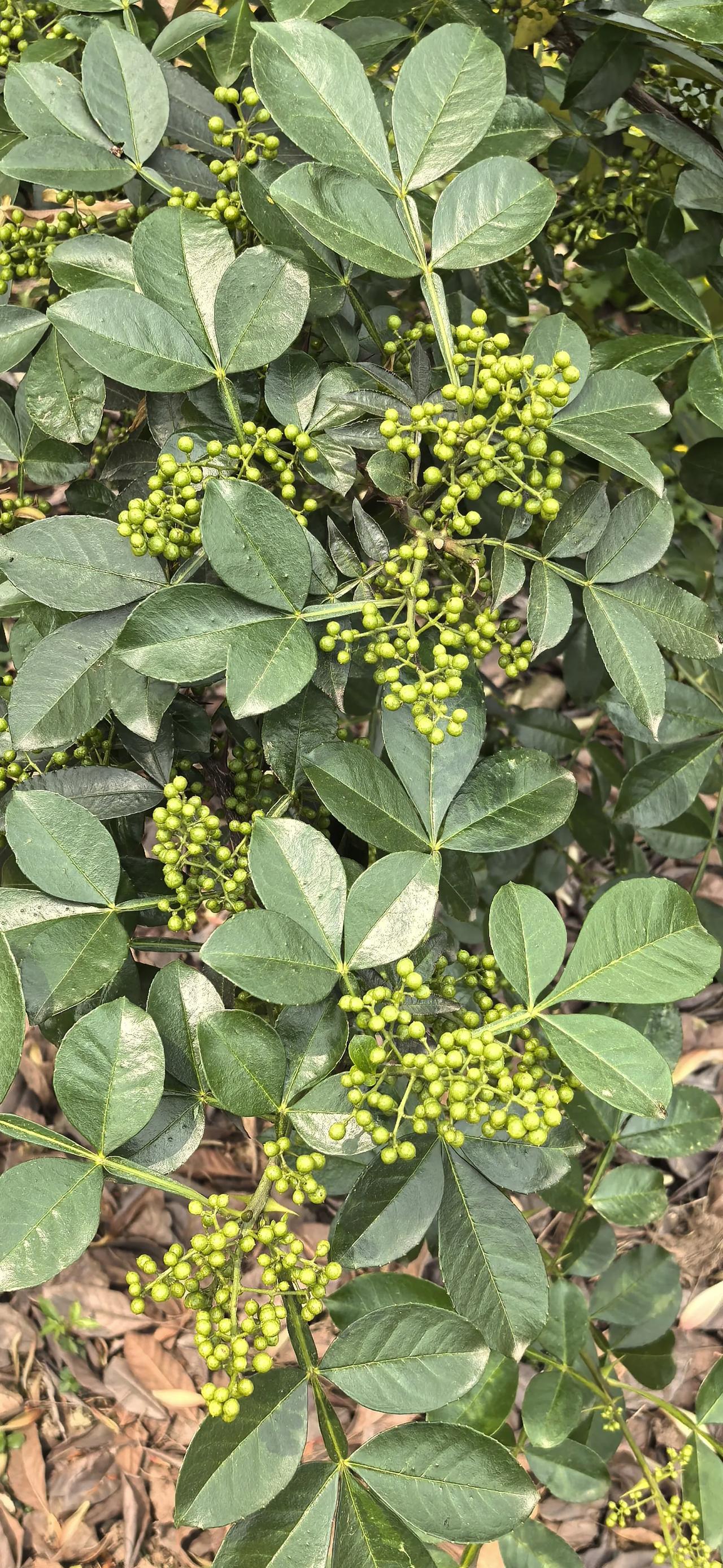 第一次见到花椒树。惭愧。